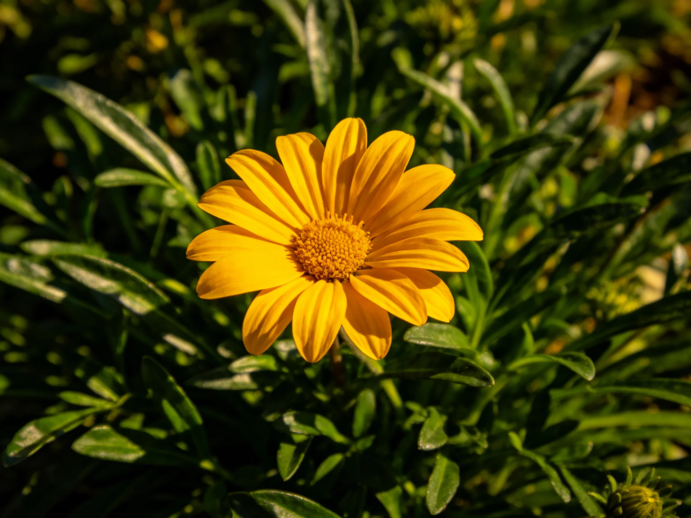 A vibrant yellow flower surrounded by lush green foliage