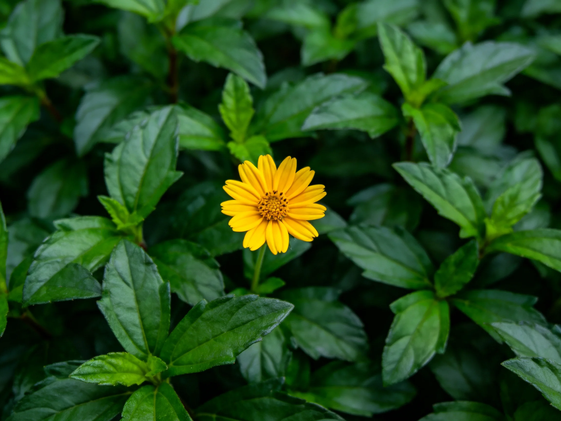 A vibrant yellow flower surrounded by lush green leaves