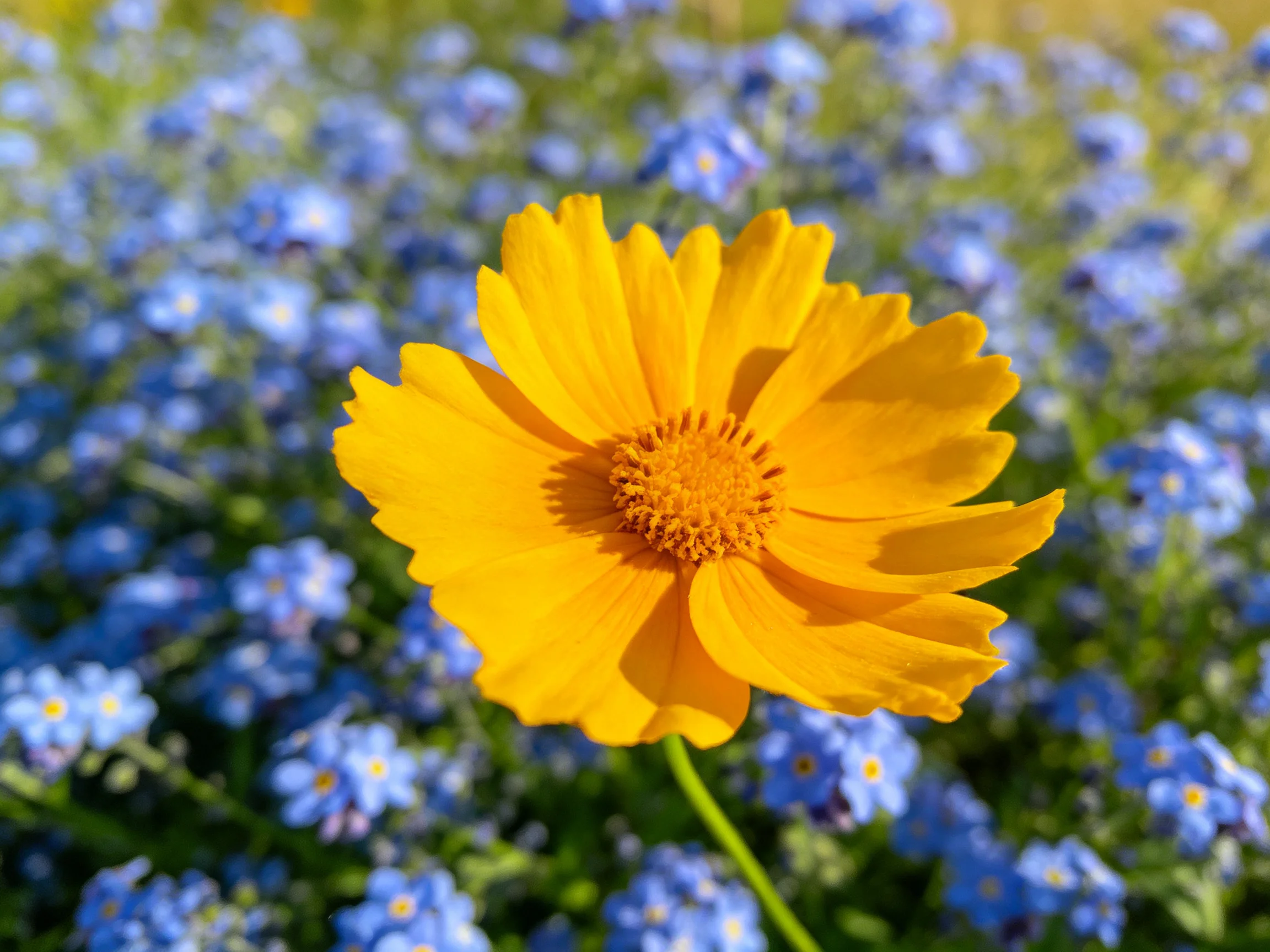 A vibrant yellow flower surrounded by scattered blue blooms
