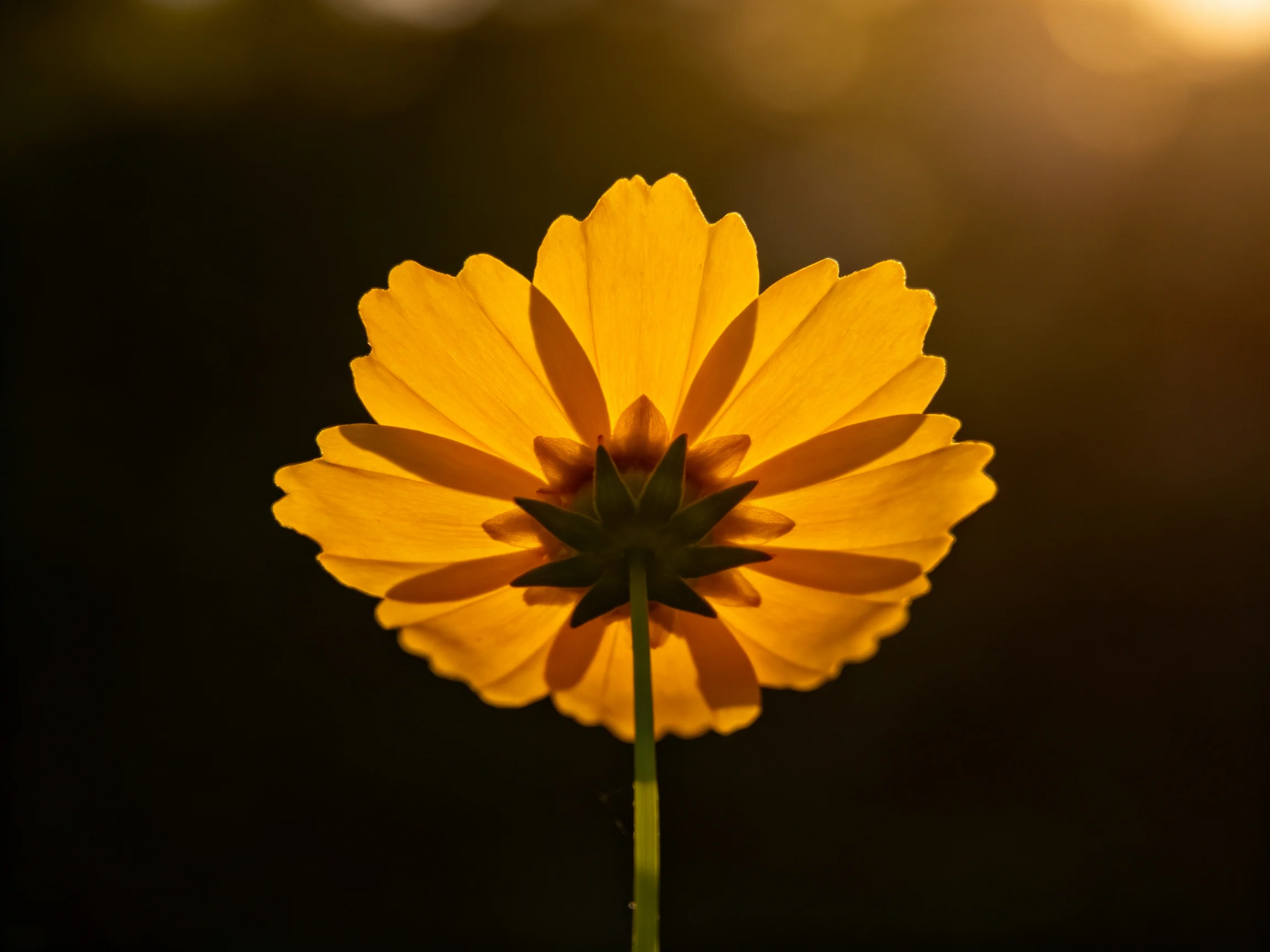 A vibrant yellow flower viewed from behind with golden backlighting