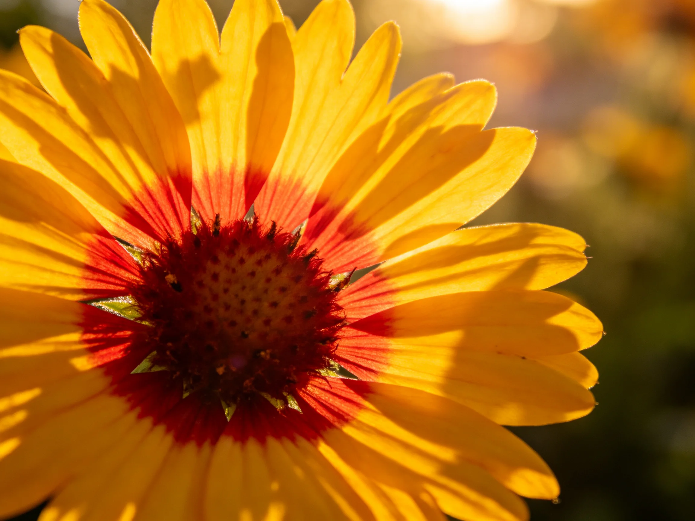 A vibrant yellow flower with a bold red central disk