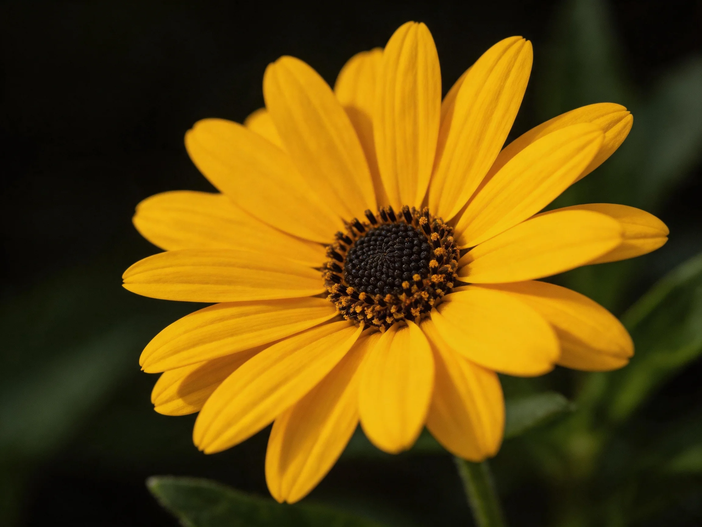 A vibrant yellow flower with a dark central disk