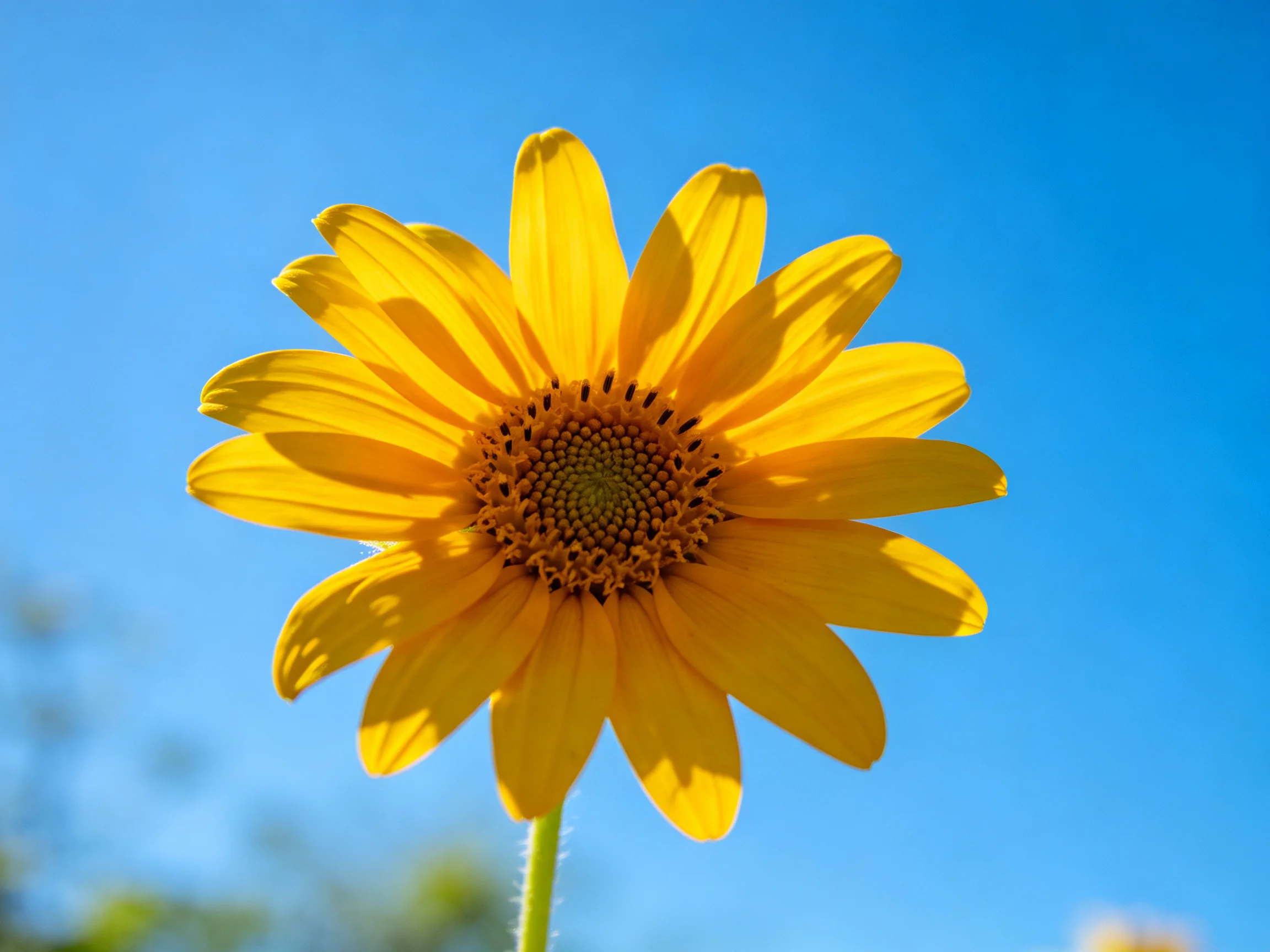 A vibrant yellow flower with a detailed brown center under clear blue sky