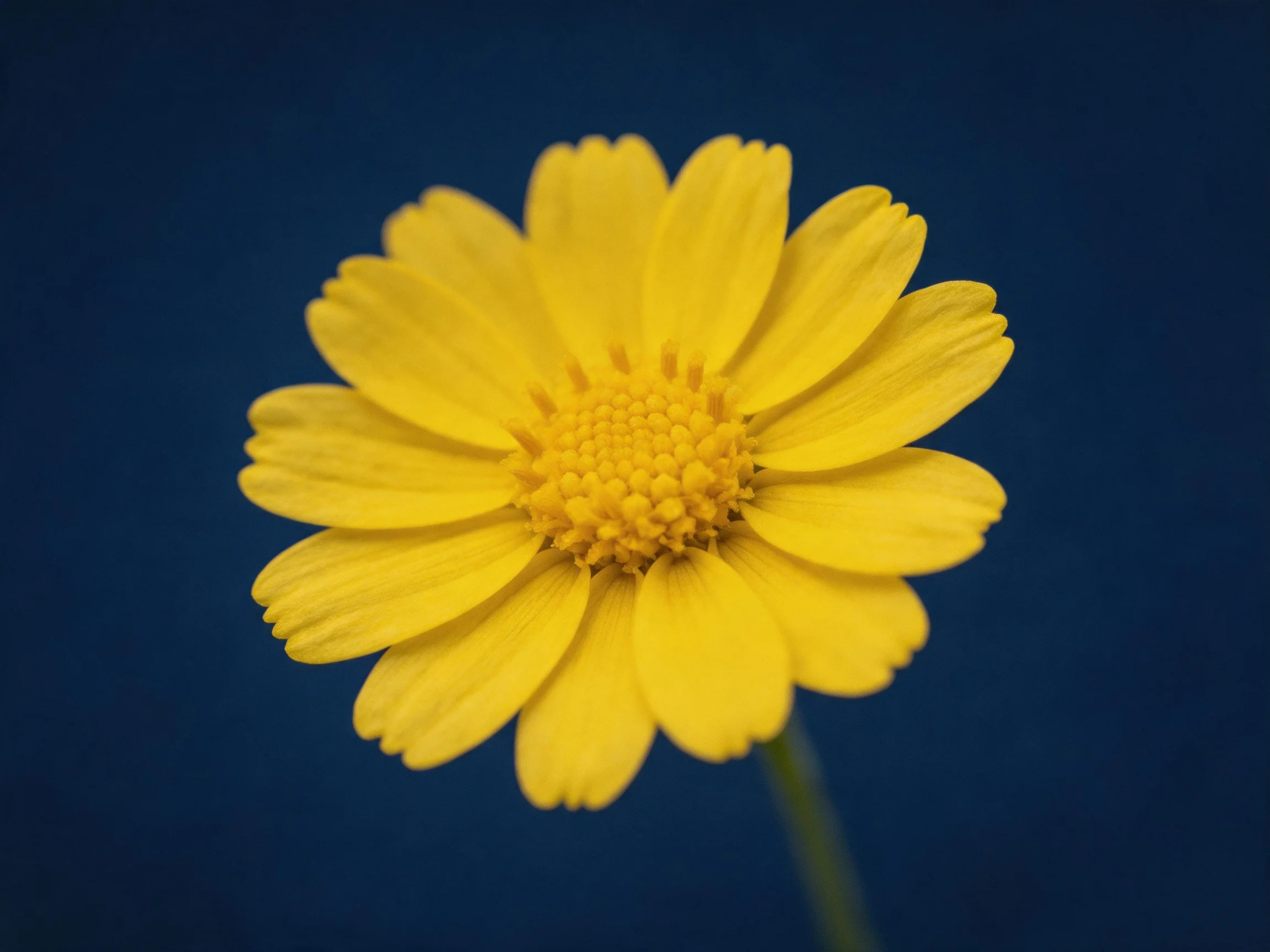 A vibrant yellow flower with a textured center against a deep blue backdrop