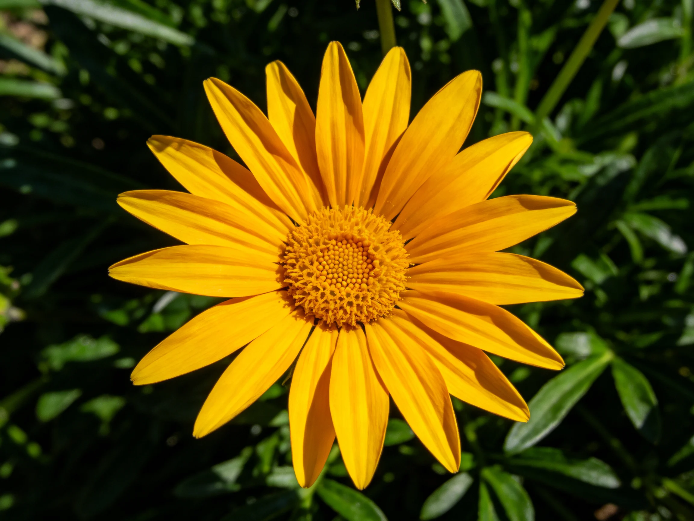 A vibrant yellow flower with a textured center amid lush green foliage