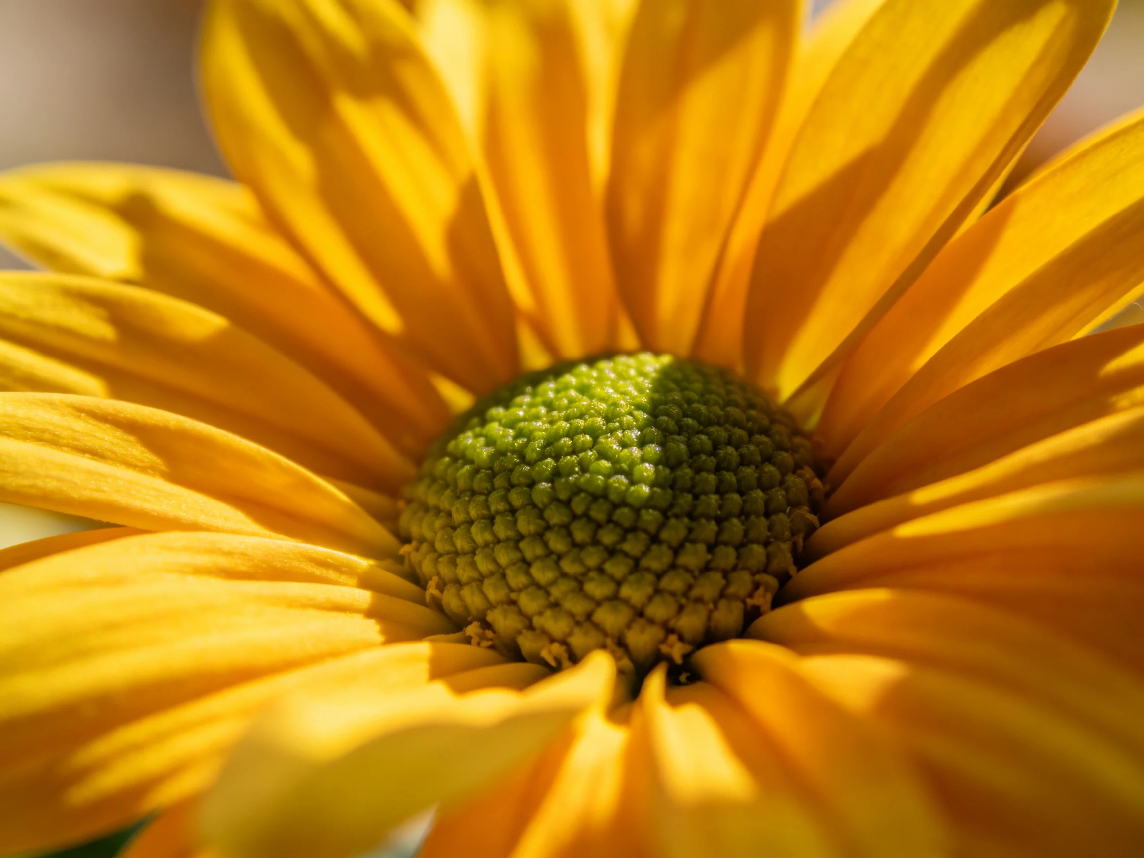 A vibrant yellow flower with a textured green center in close-up