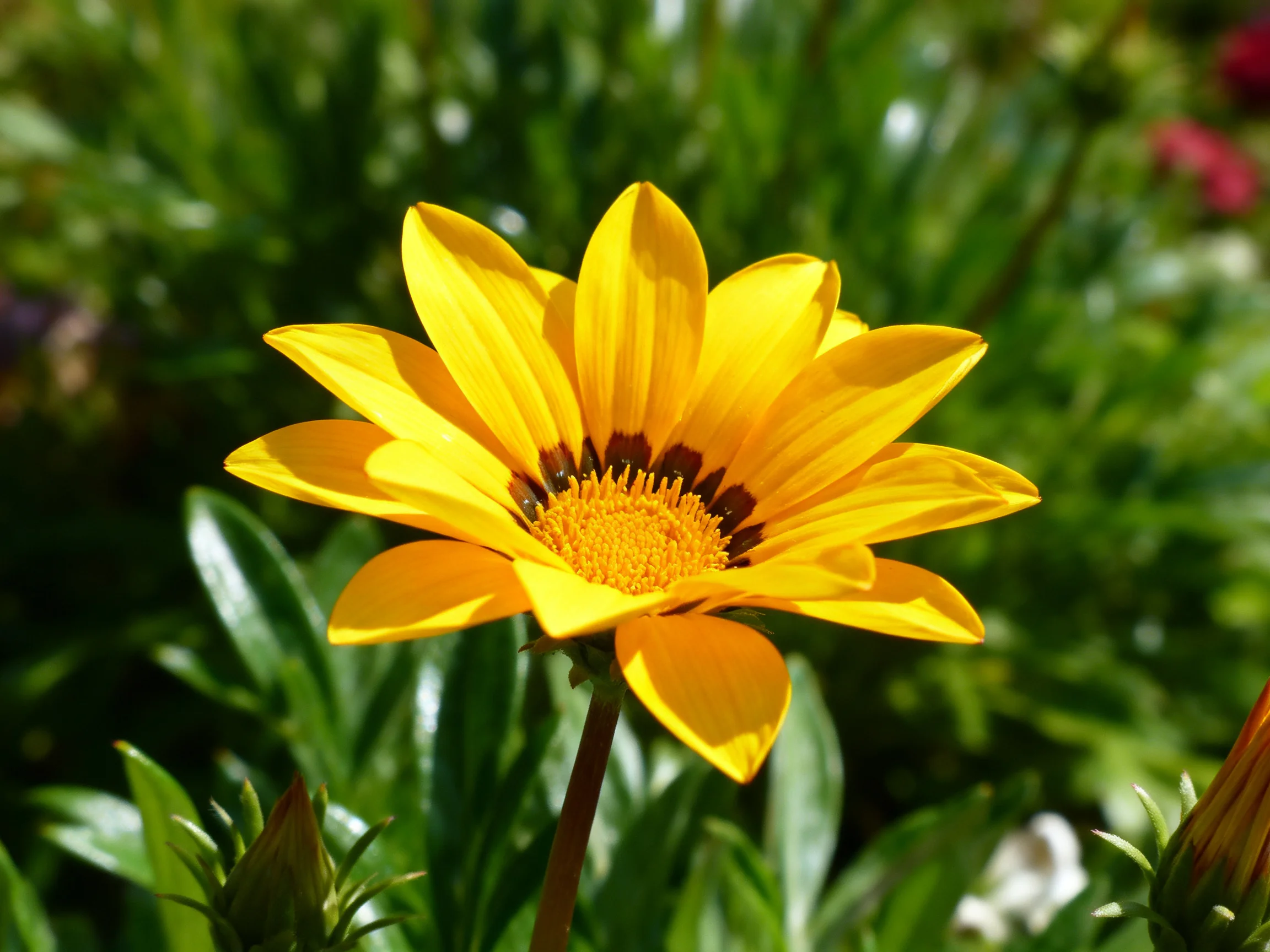 A vibrant yellow flower with dark center amidst lush green foliage