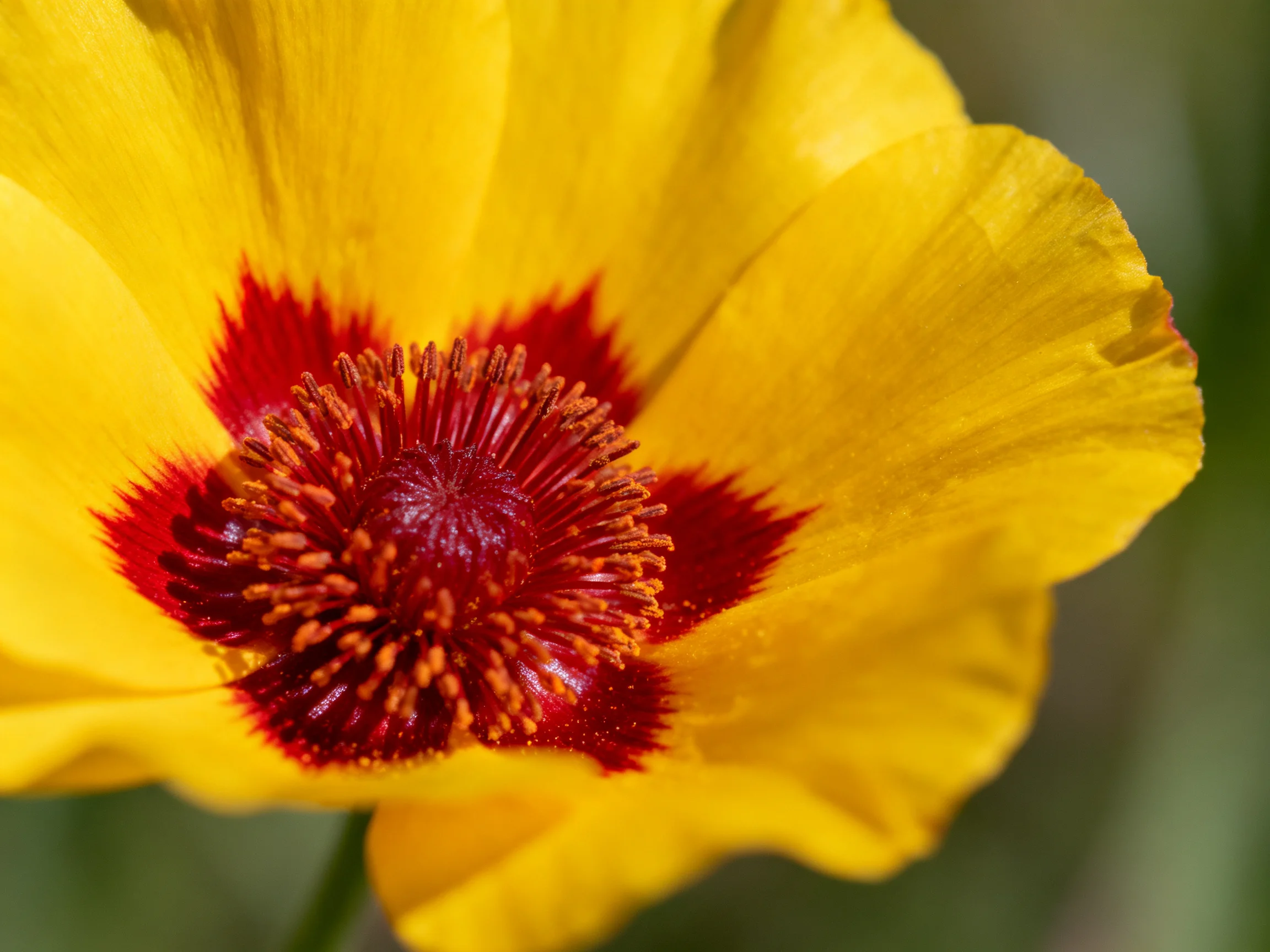 A vibrant yellow flower with deep red central details