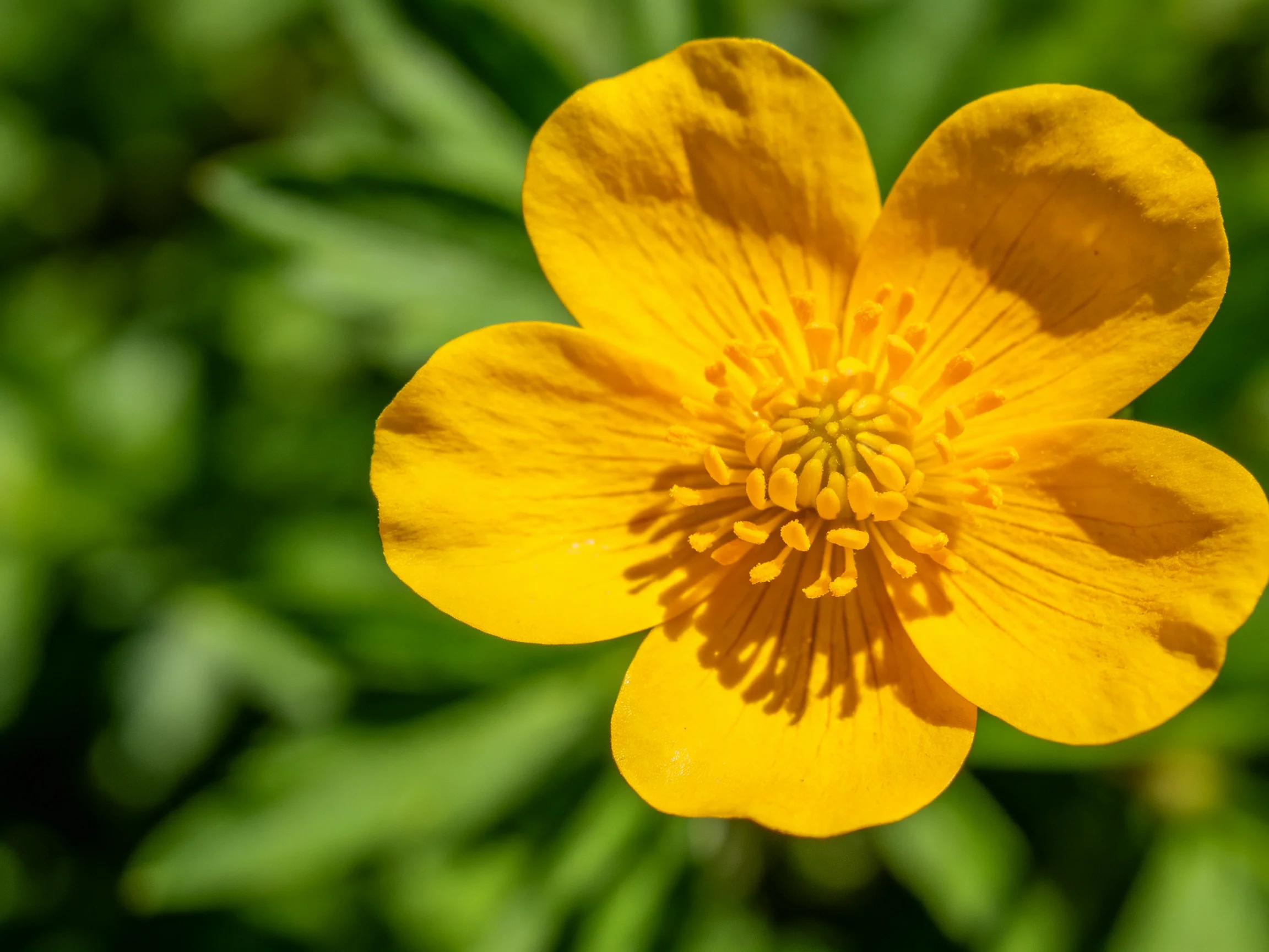 A vibrant yellow flower with five petals against lush green foliage