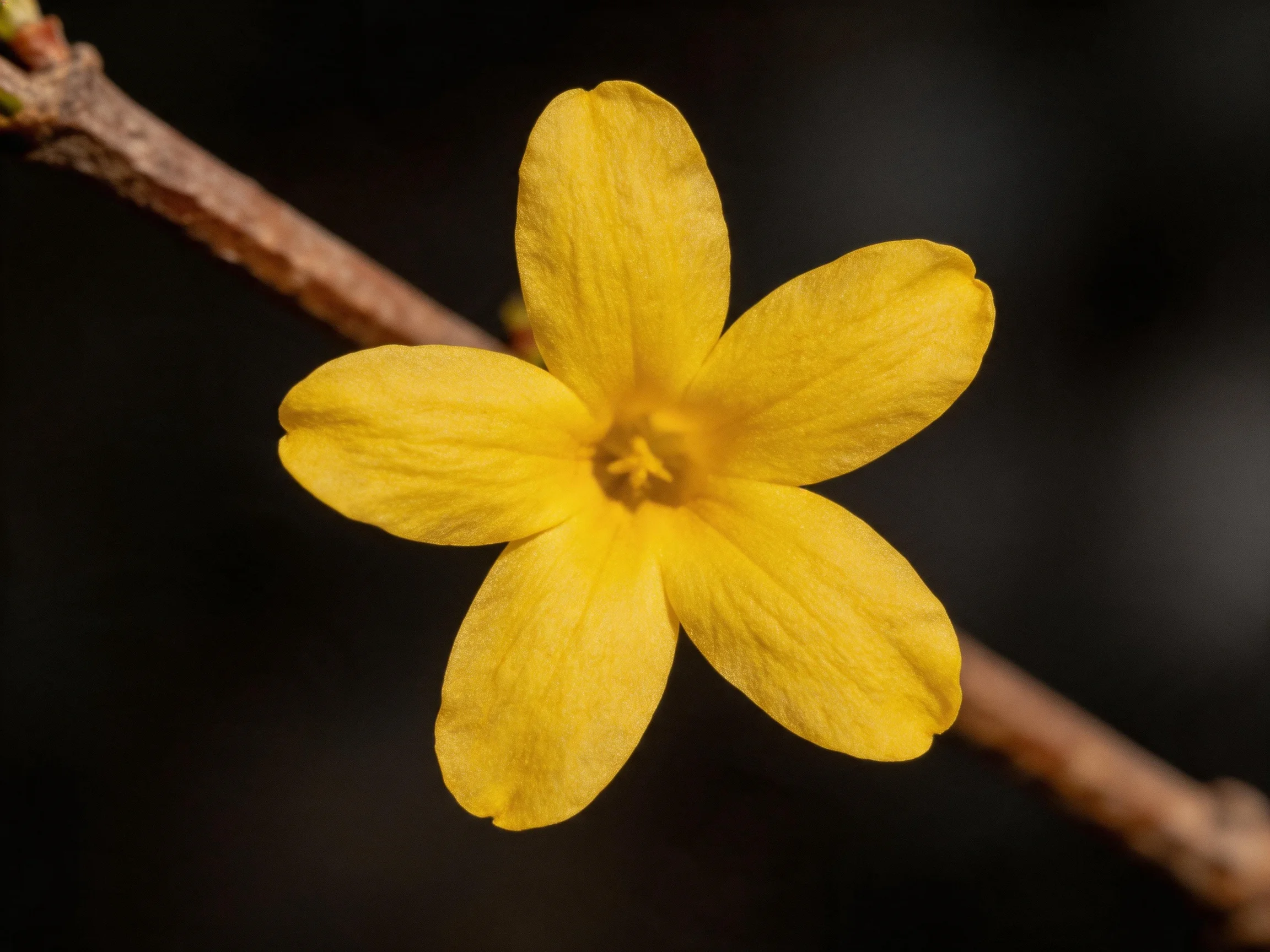 A vibrant yellow flower with five petals on a brown branch