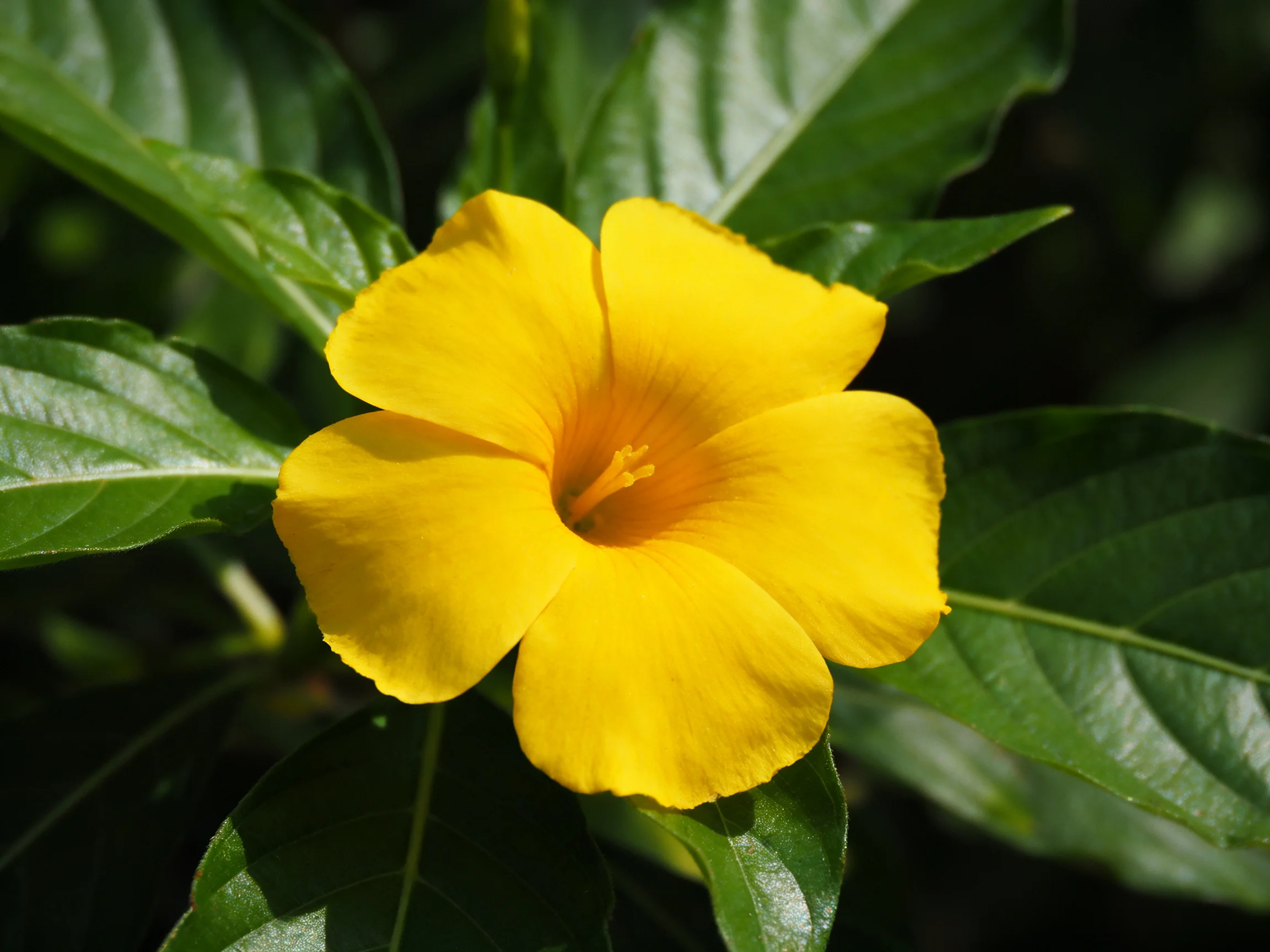 A vibrant yellow flower with glossy green leaves