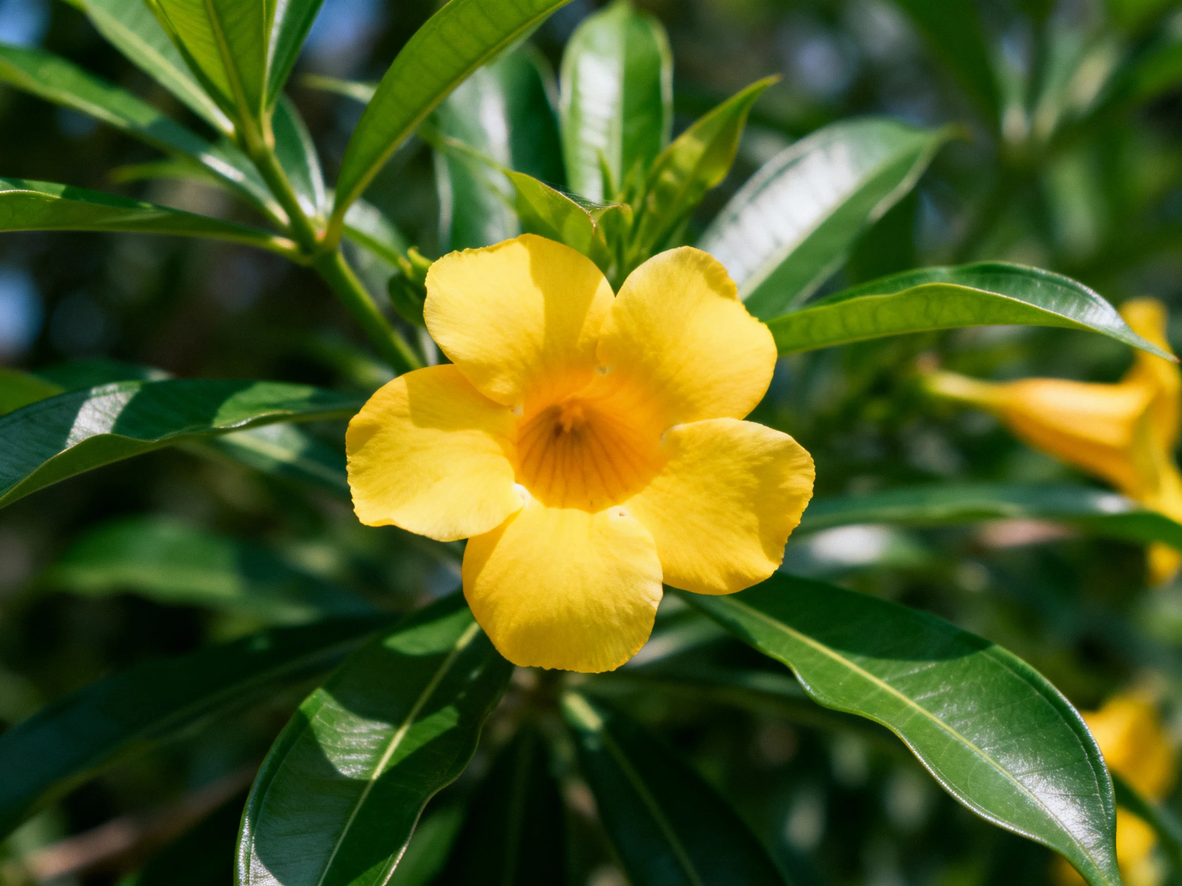 A vibrant yellow flower with glossy green leaves