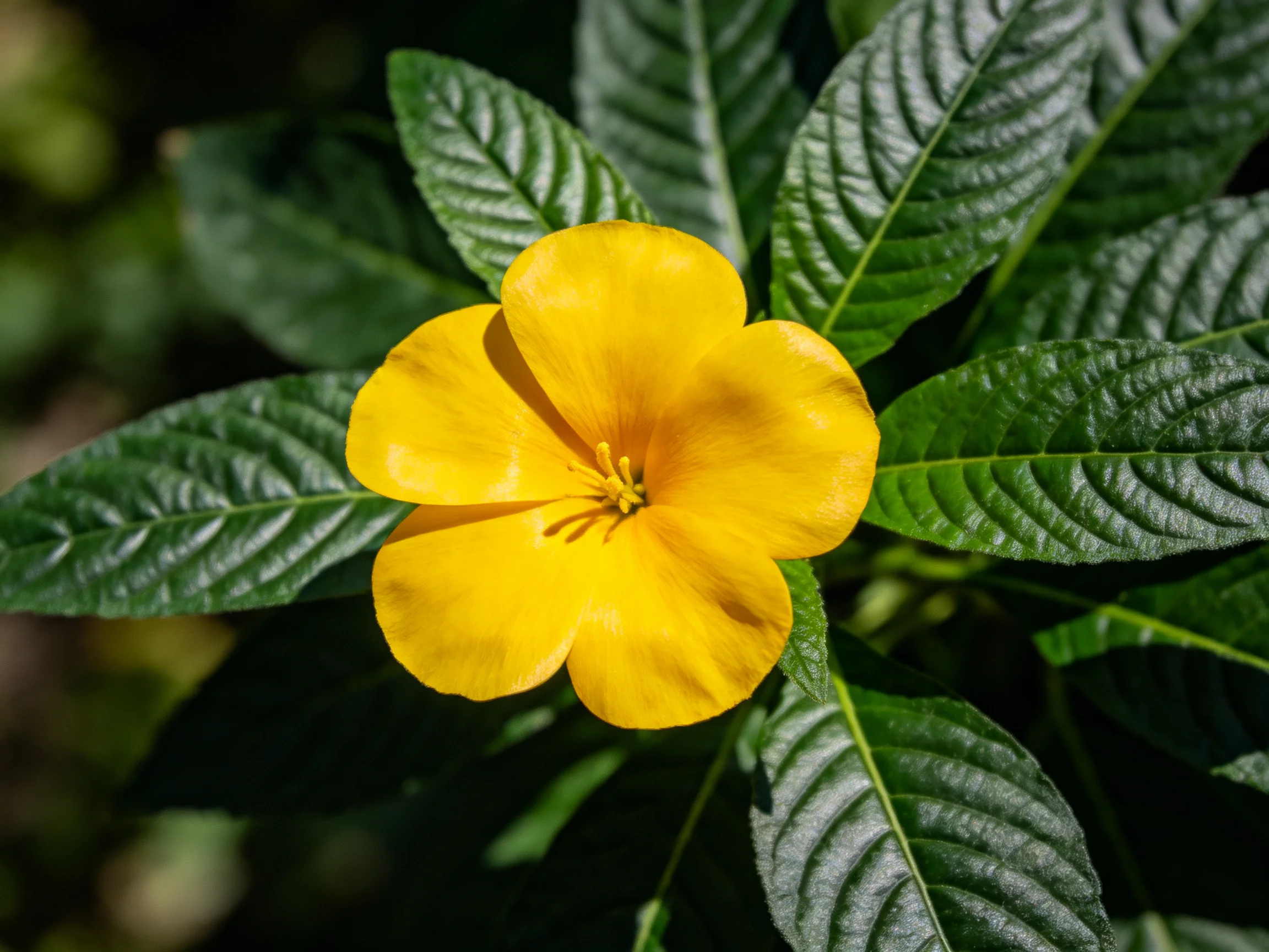 A vibrant yellow flower with glossy green leaves