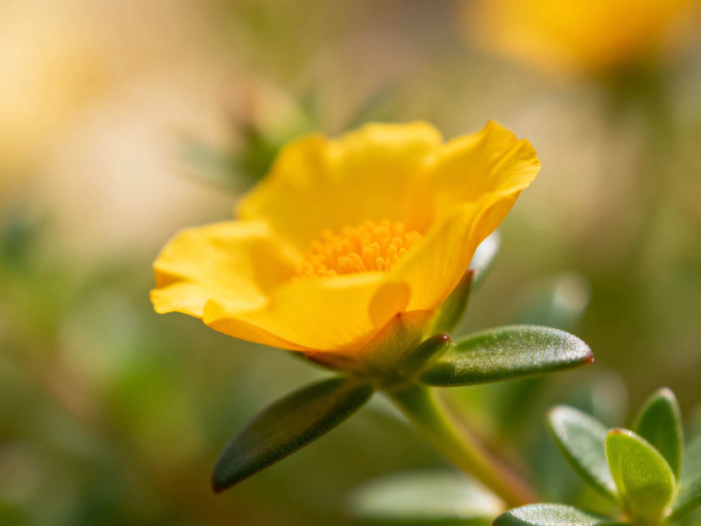 A vibrant yellow flower with green foliage in soft focus
