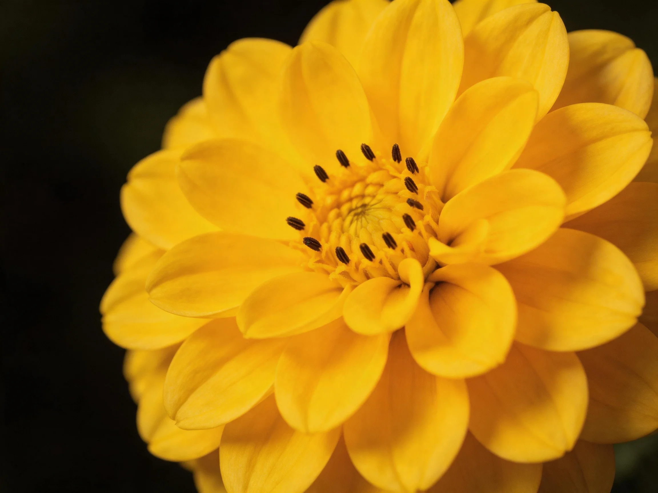 A vibrant yellow flower with layered petals and dark central stamens