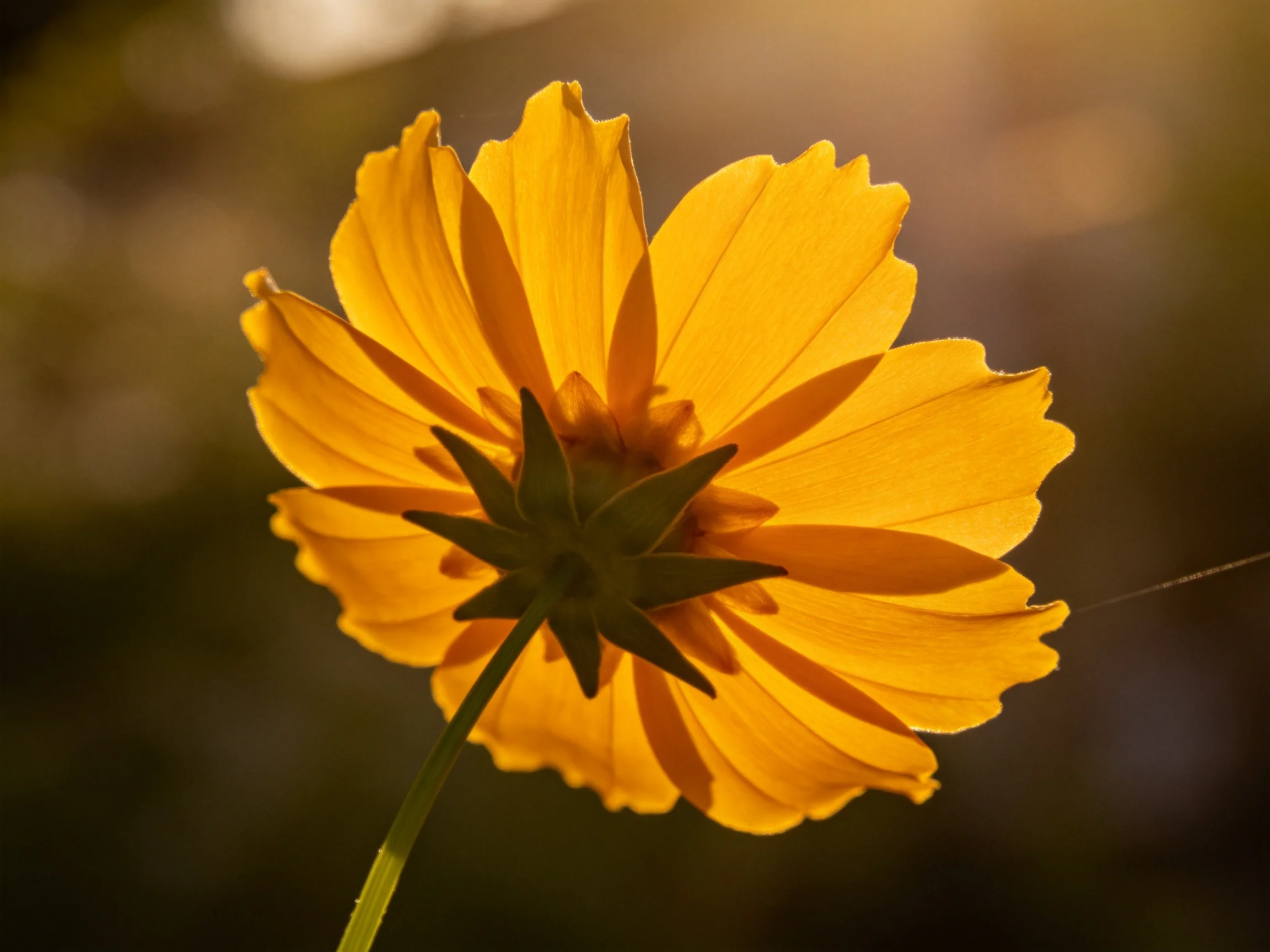 A vibrant yellow flower with layered petals illuminated from behind
