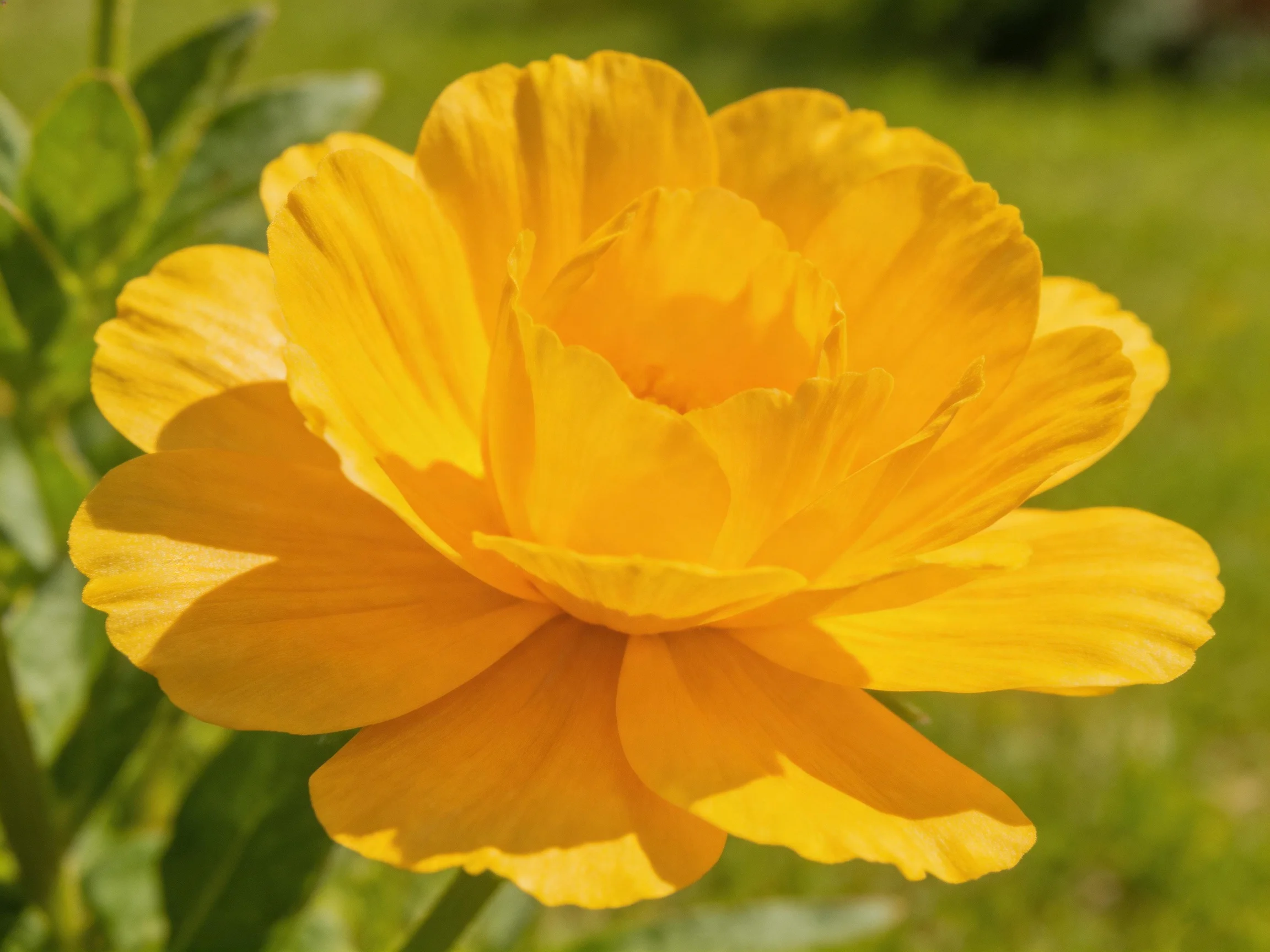 A vibrant yellow flower with layered petals in a sunlit garden