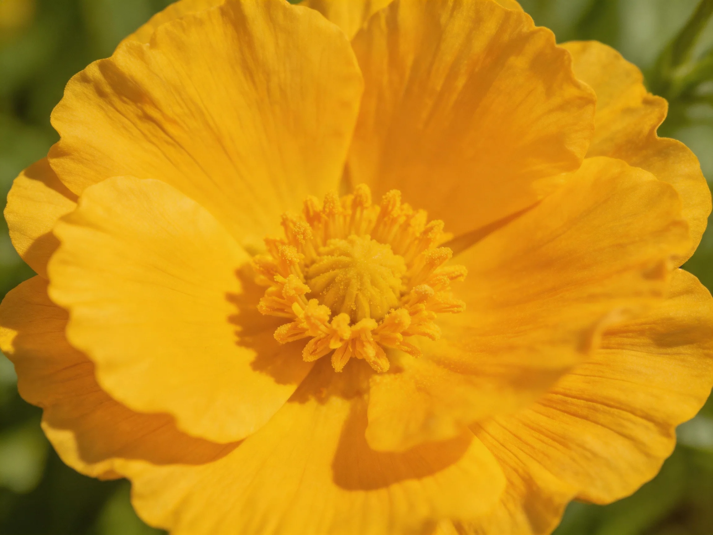 A vibrant yellow flower with ruffled petals and a dense central core