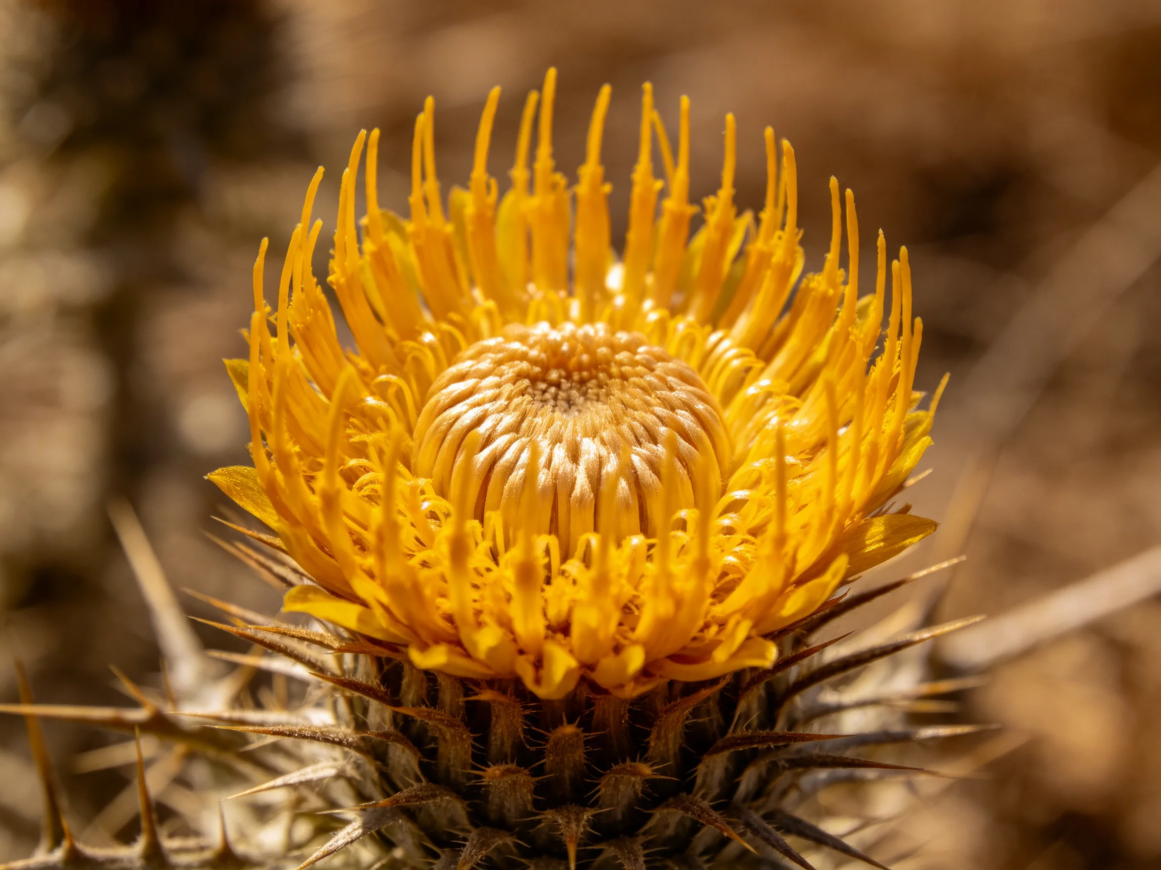 A vibrant yellow flower with spiky outer edges and central disc