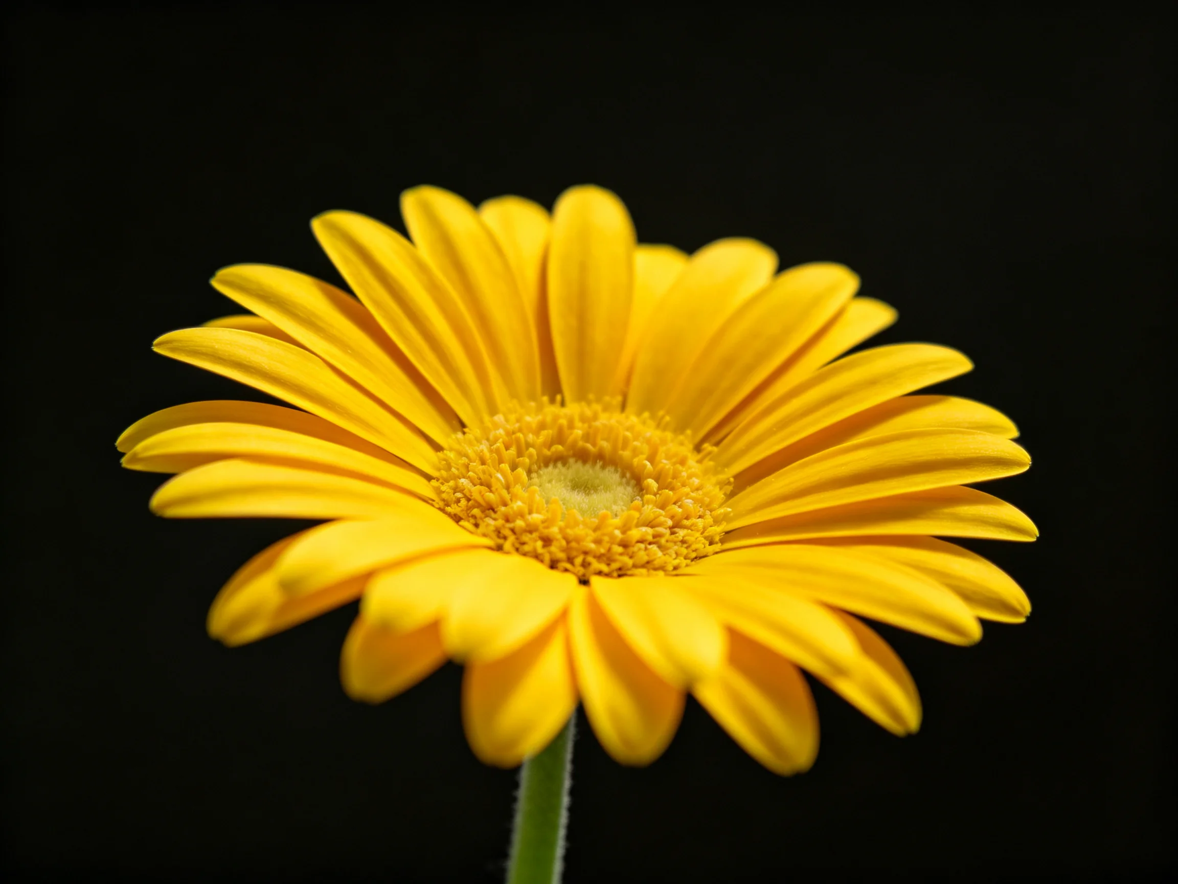 A vibrant yellow gerbera daisy centered against a solid black backdrop