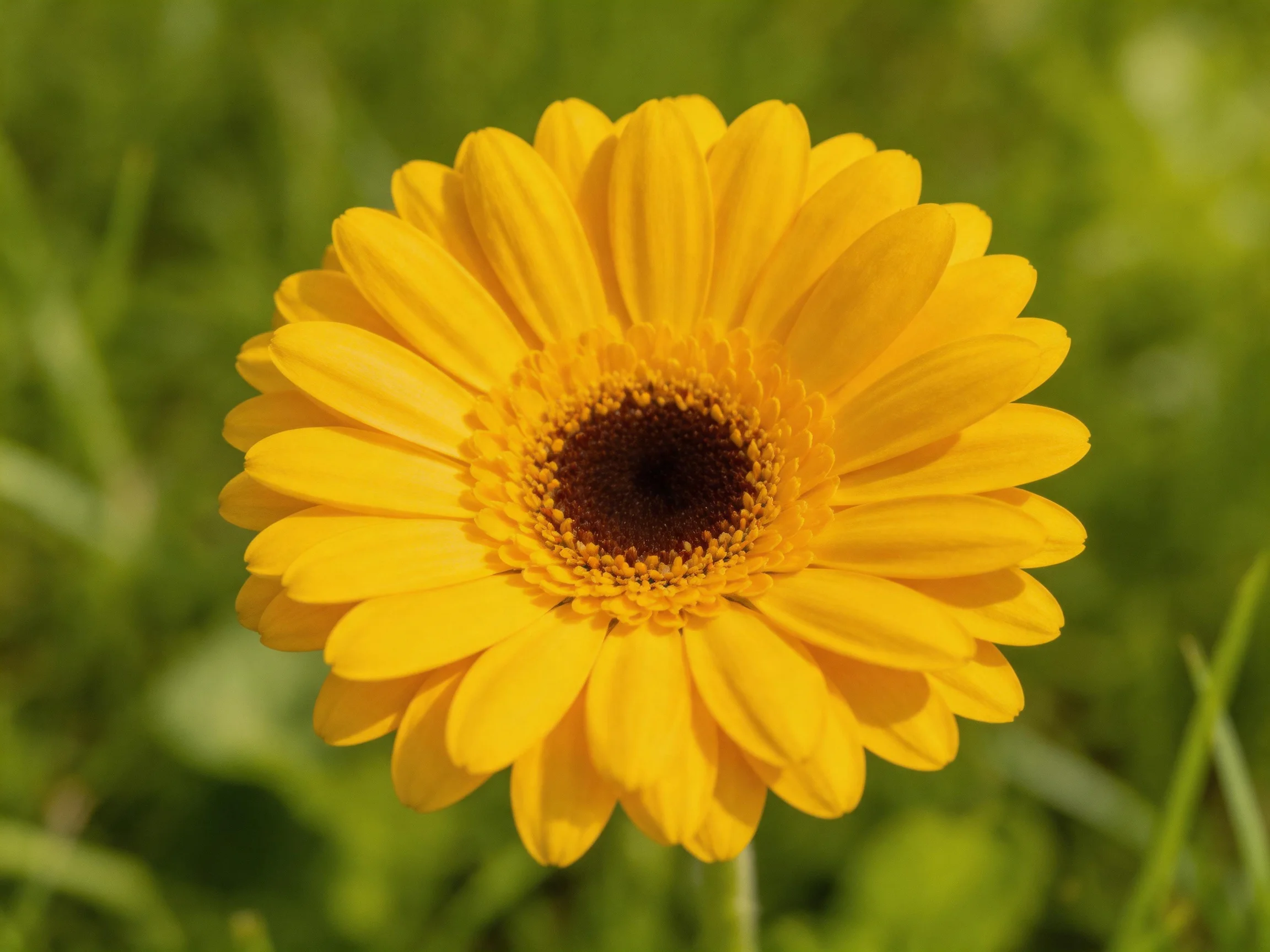A vibrant yellow gerbera daisy centered among green foliage
