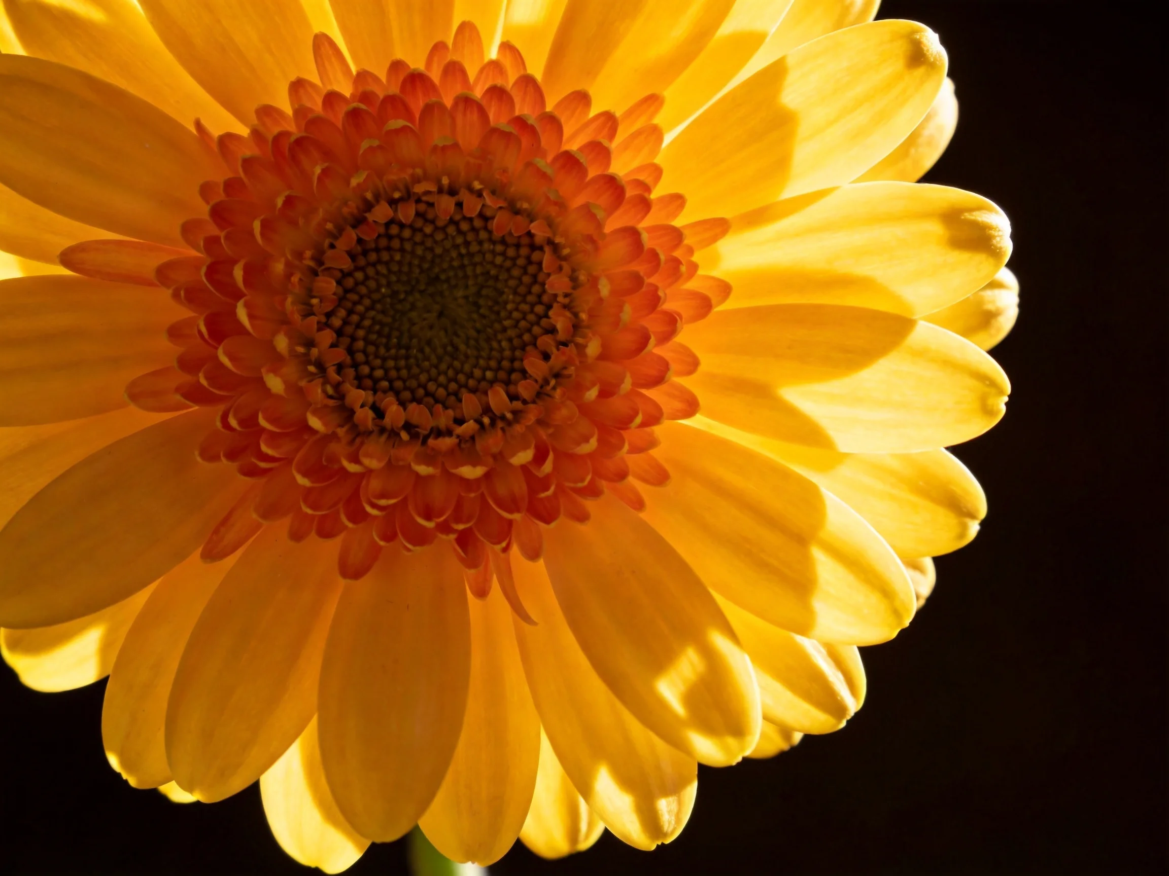 A vibrant yellow gerbera daisy with an orange central disc