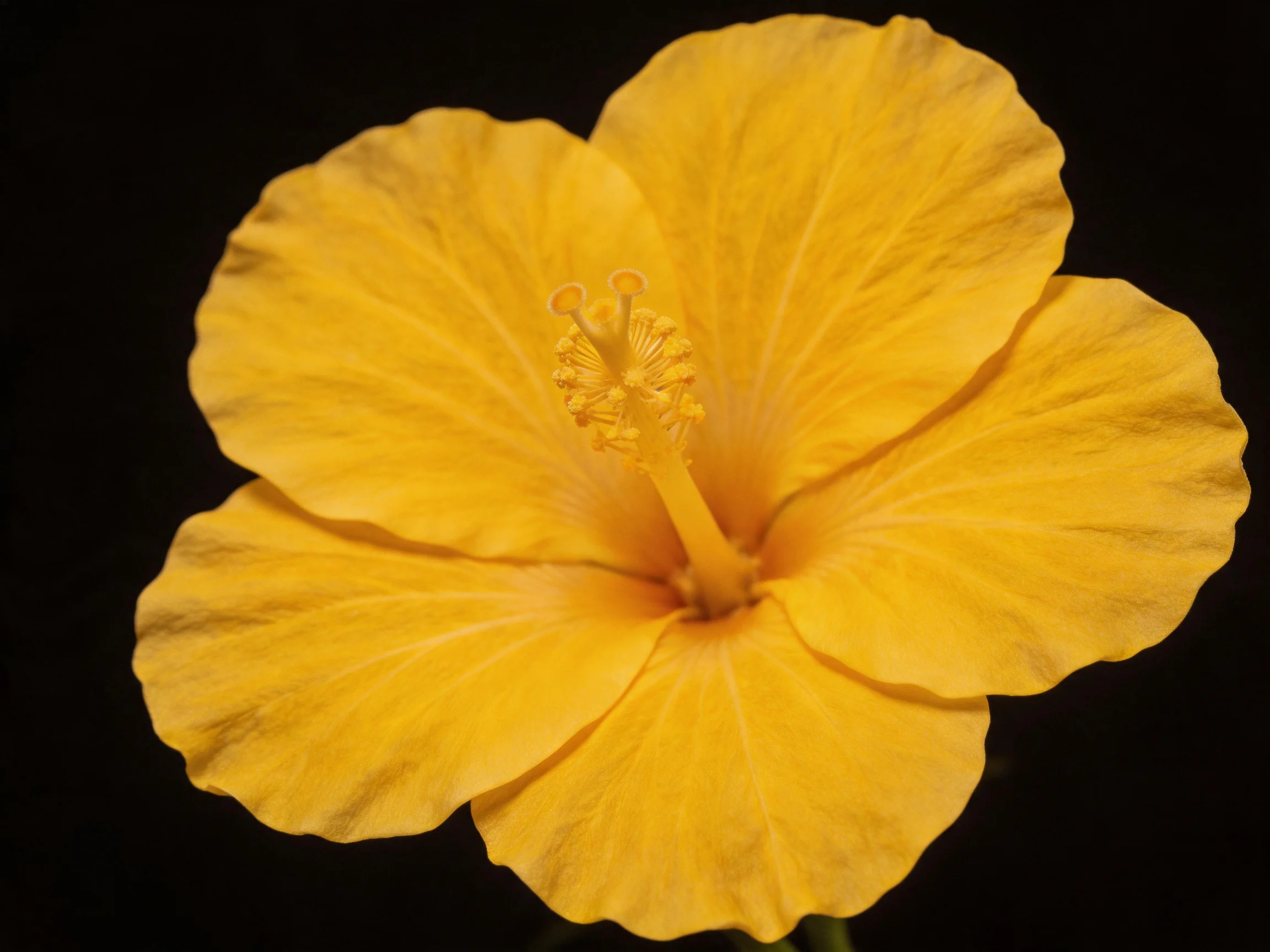 A vibrant yellow hibiscus flower with broad petals against a black backdrop
