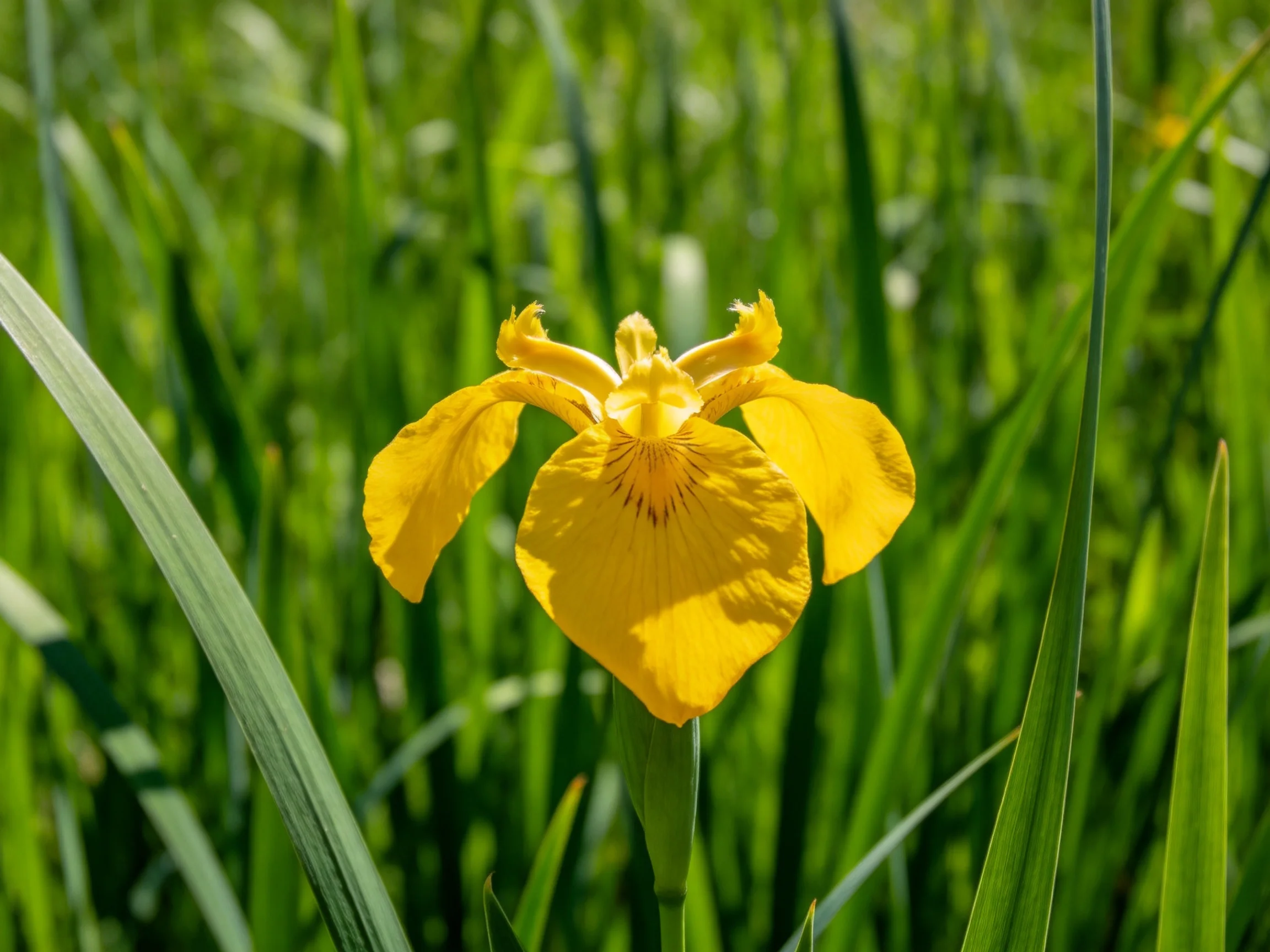 A vibrant yellow iris blooms amid lush green foliage