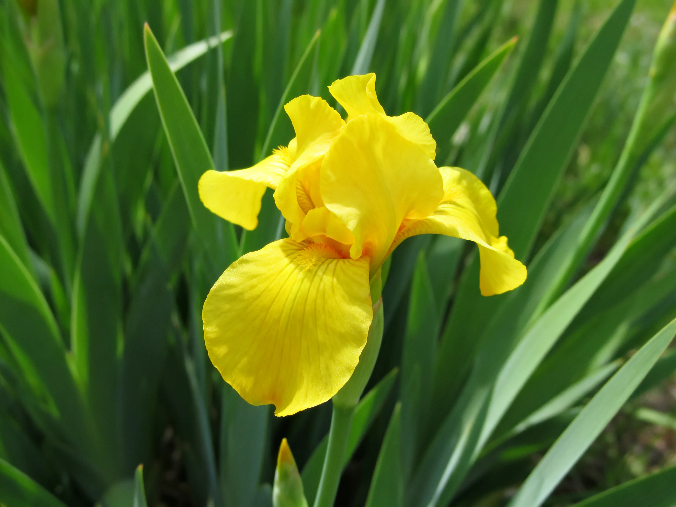 A vibrant yellow iris blooms amid lush green foliage