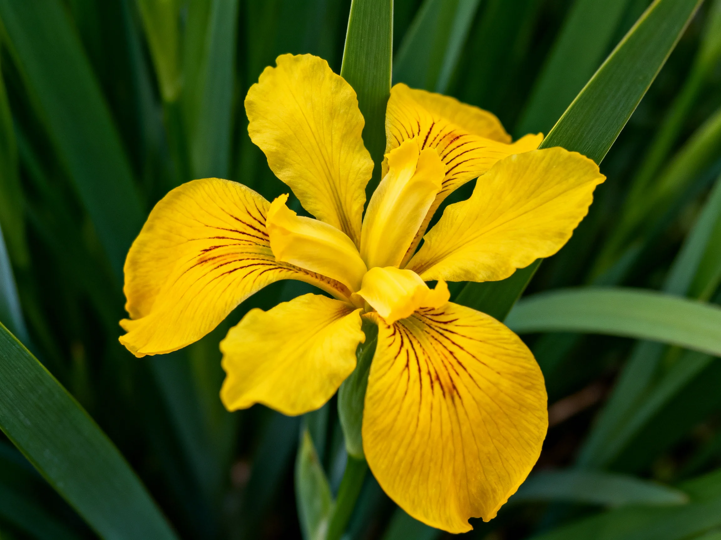 A vibrant yellow iris blooms amidst lush green foliage