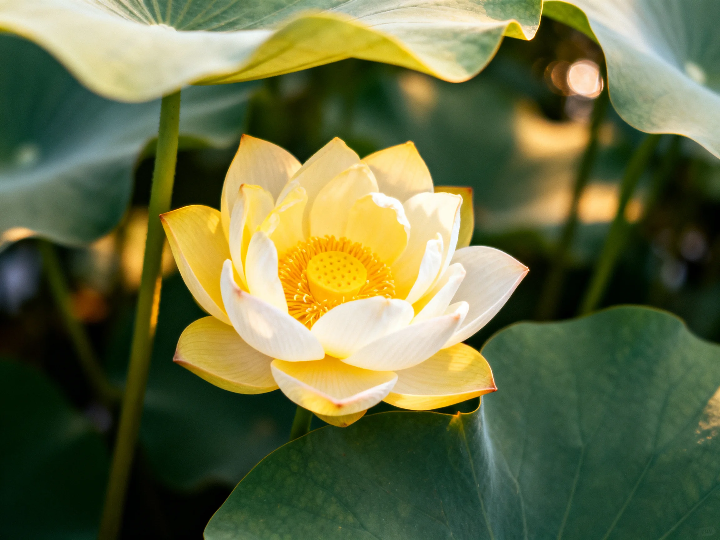 A vibrant yellow lotus blooming amid broad green leaves