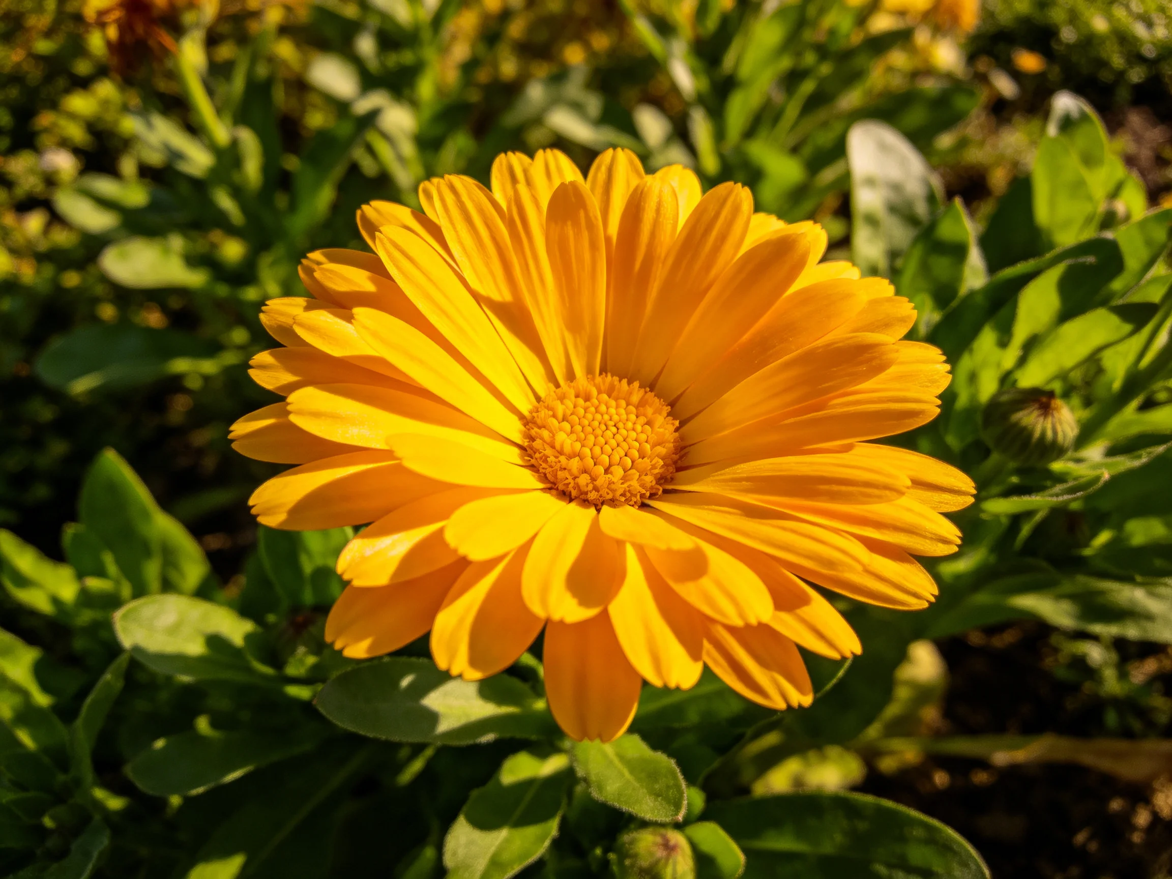 A vibrant yellow marigold blooms amidst lush green foliage