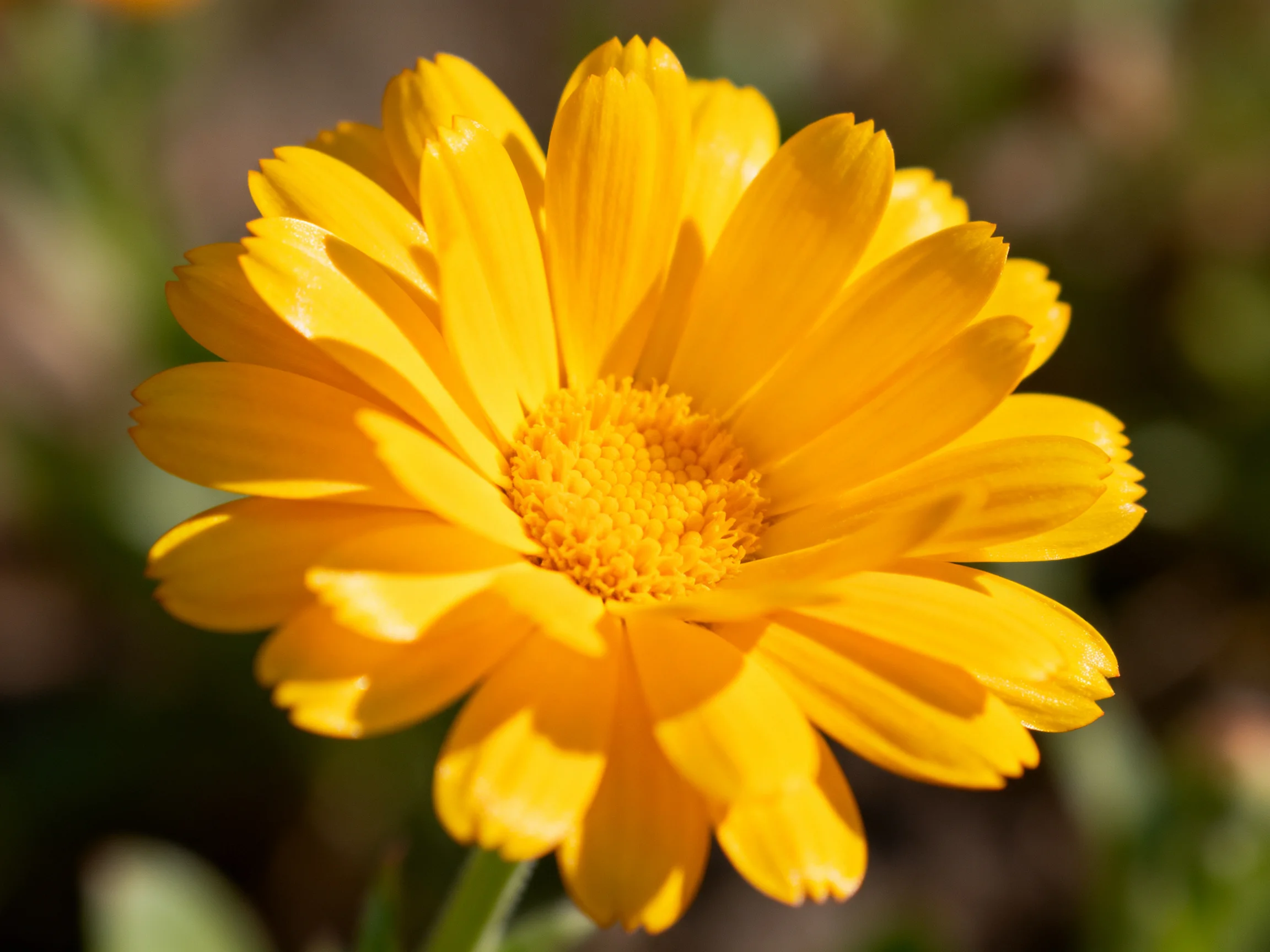A vibrant yellow marigold flower in sharp focus