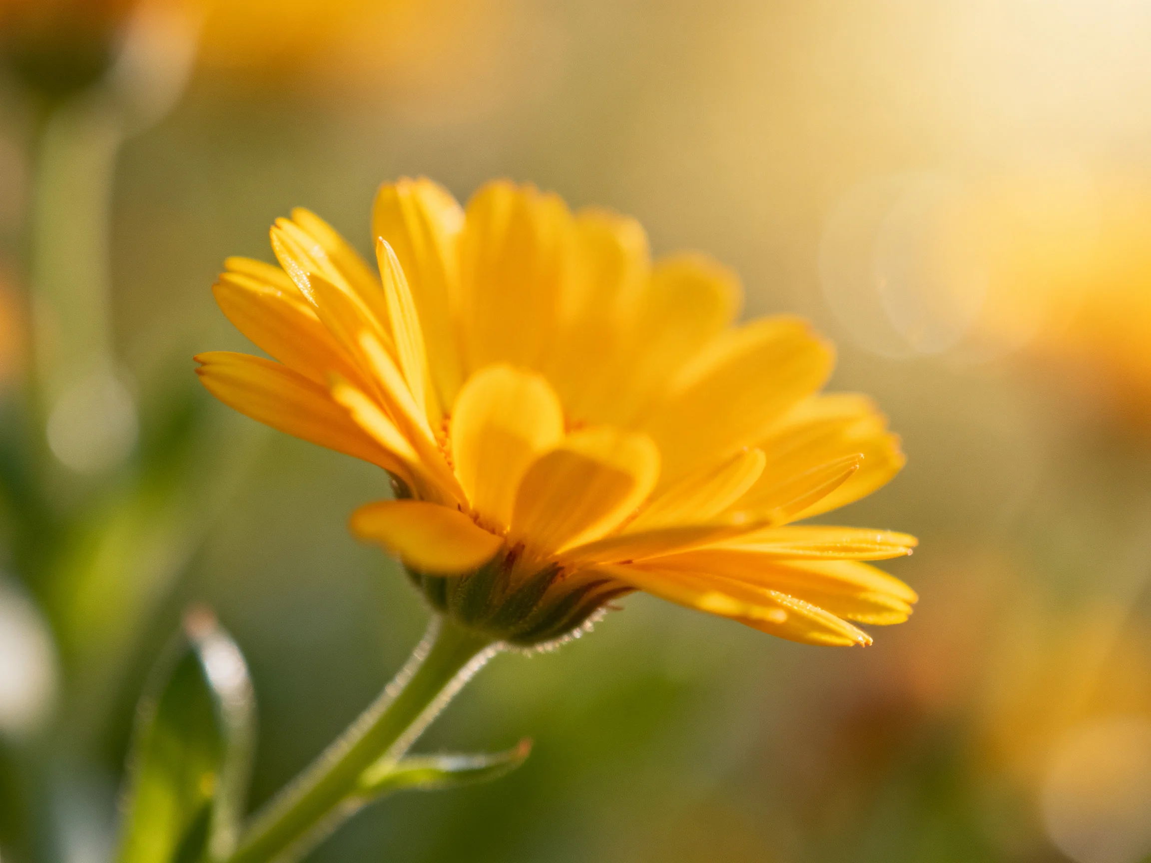 A vibrant yellow marigold flower in soft-focus natural light