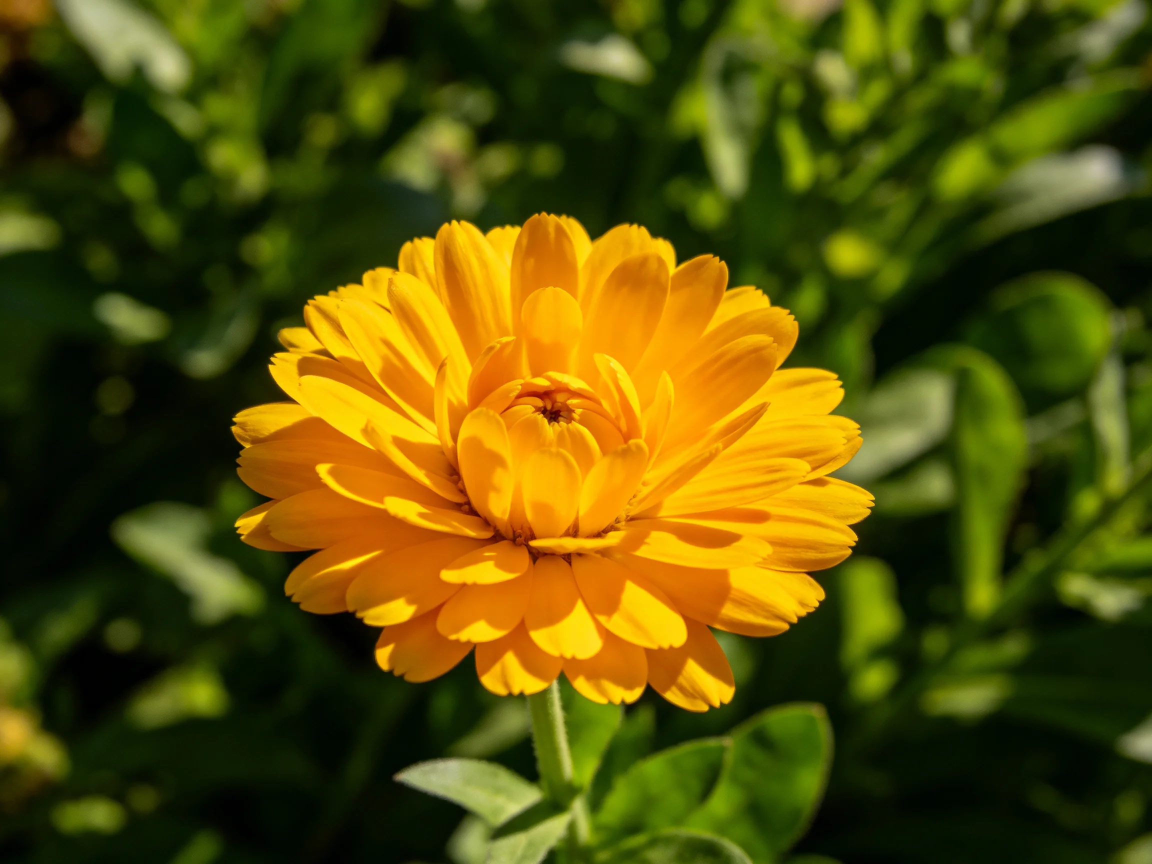 A vibrant yellow marigold flower surrounded by lush green foliage