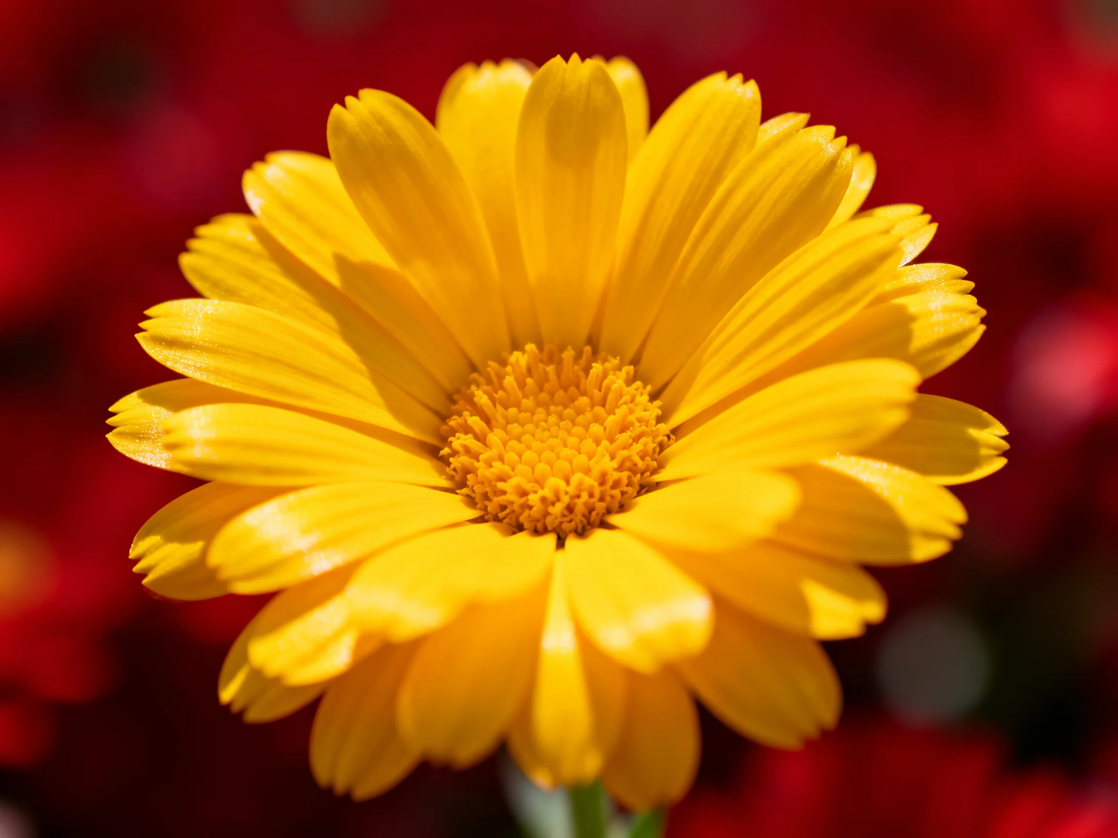 A vibrant yellow marigold flower with blurred red floral backdrop