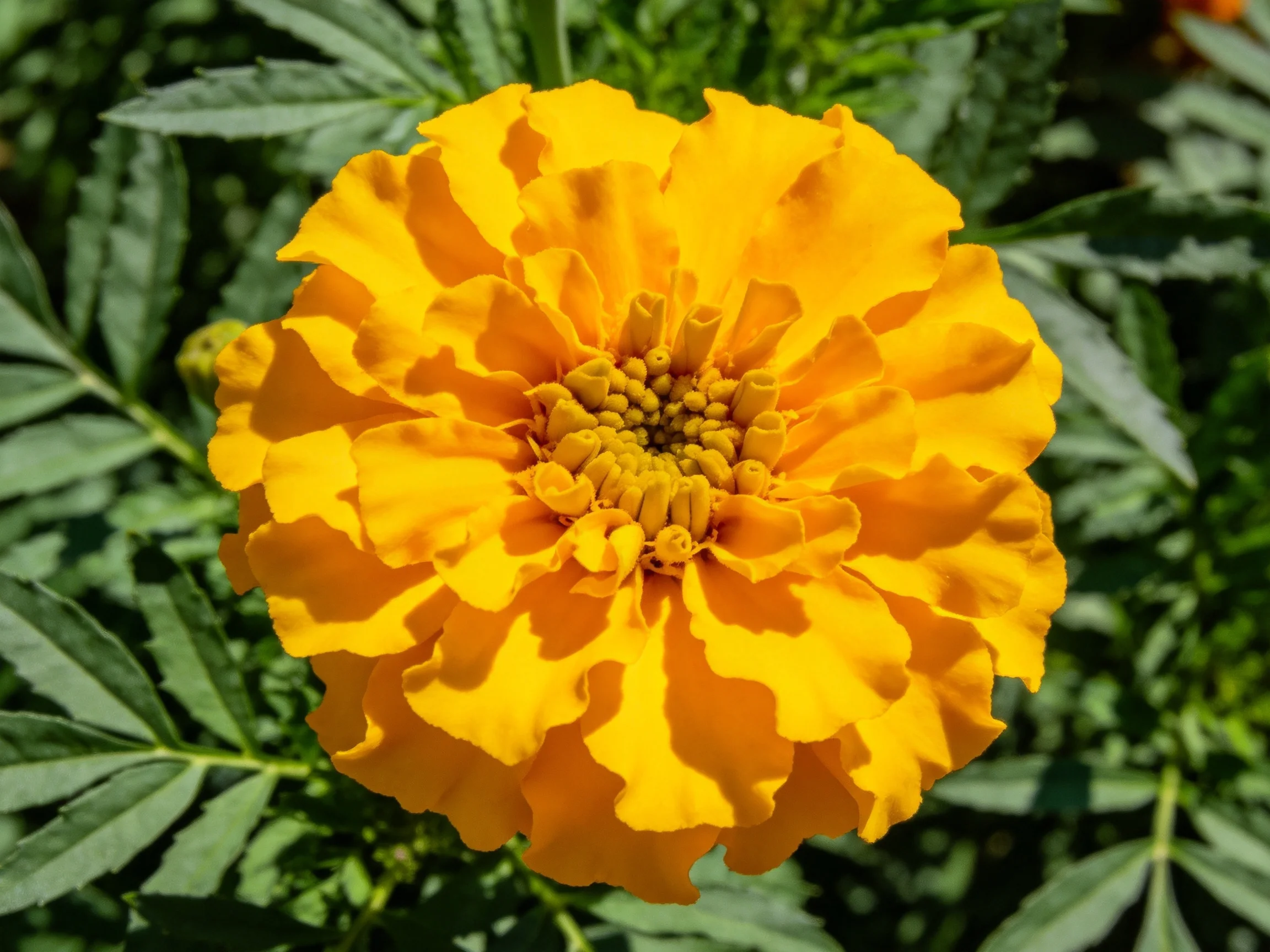 A vibrant yellow marigold flower with lush green foliage