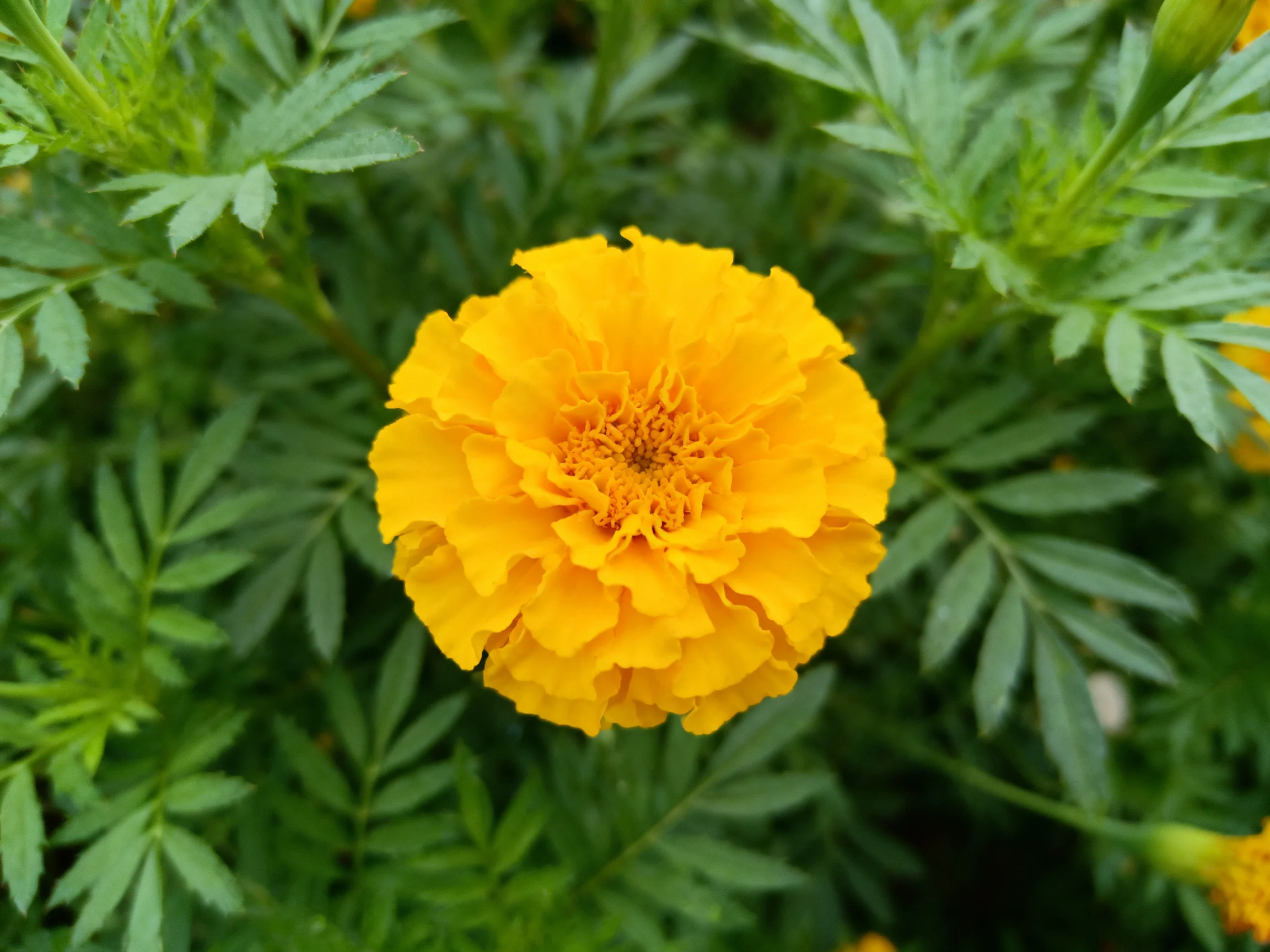 A vibrant yellow marigold surrounded by lush green foliage