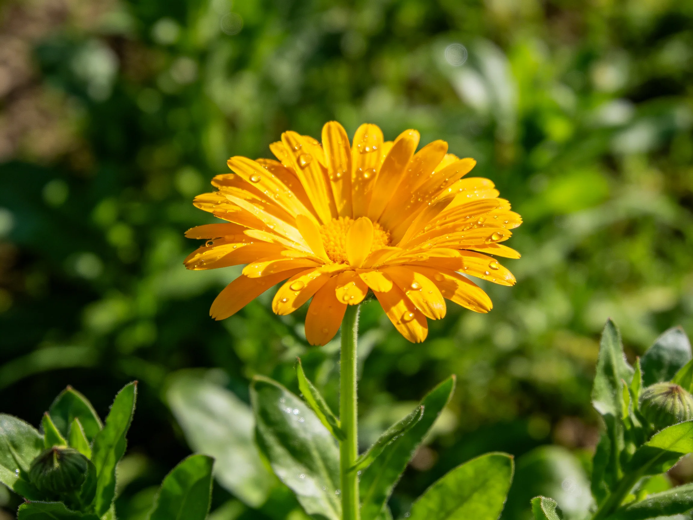 A vibrant yellow marigold with dew drops amid lush green vegetation