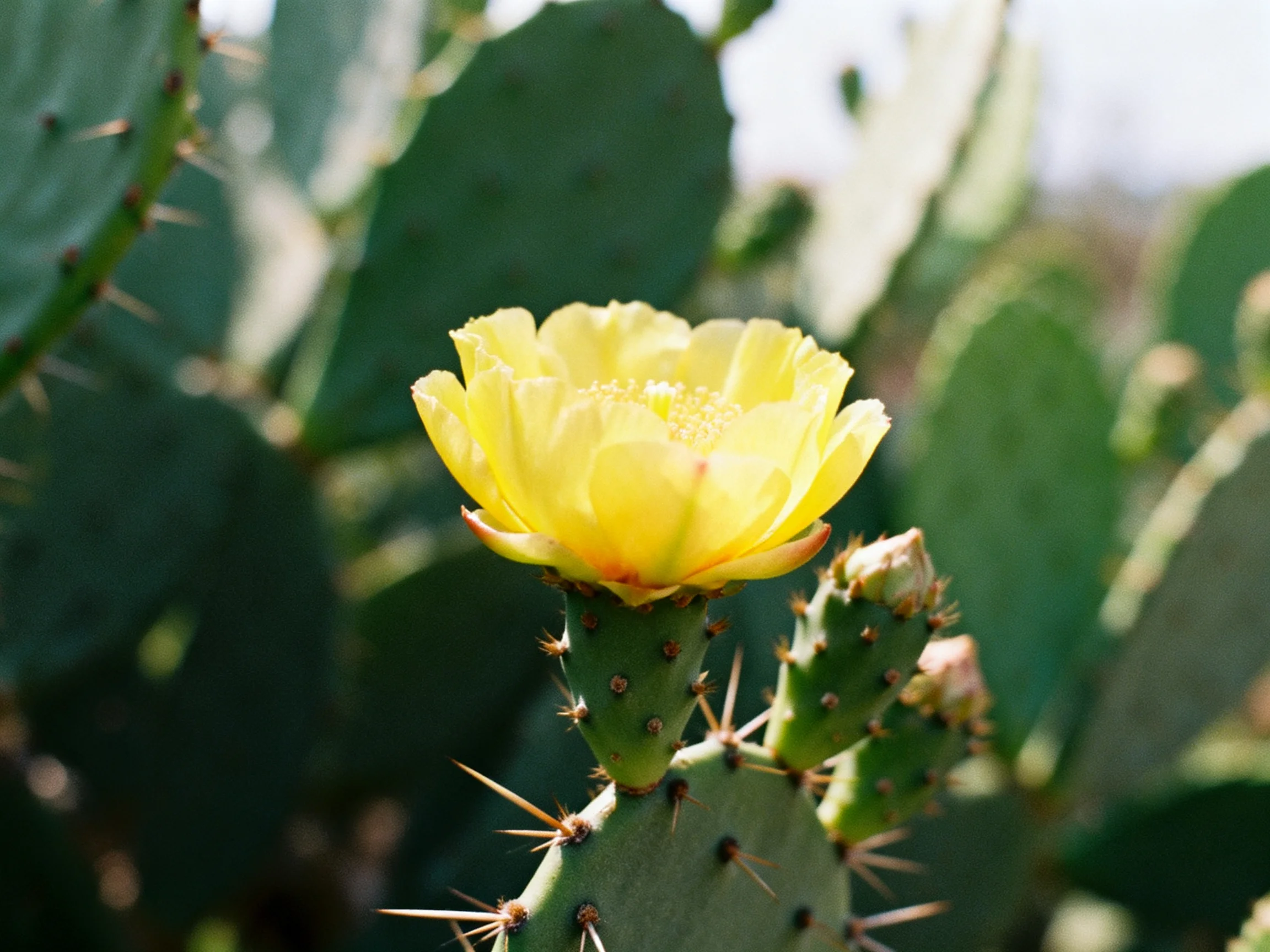 A vibrant yellow prickly pear blossom amid large green cactus pads