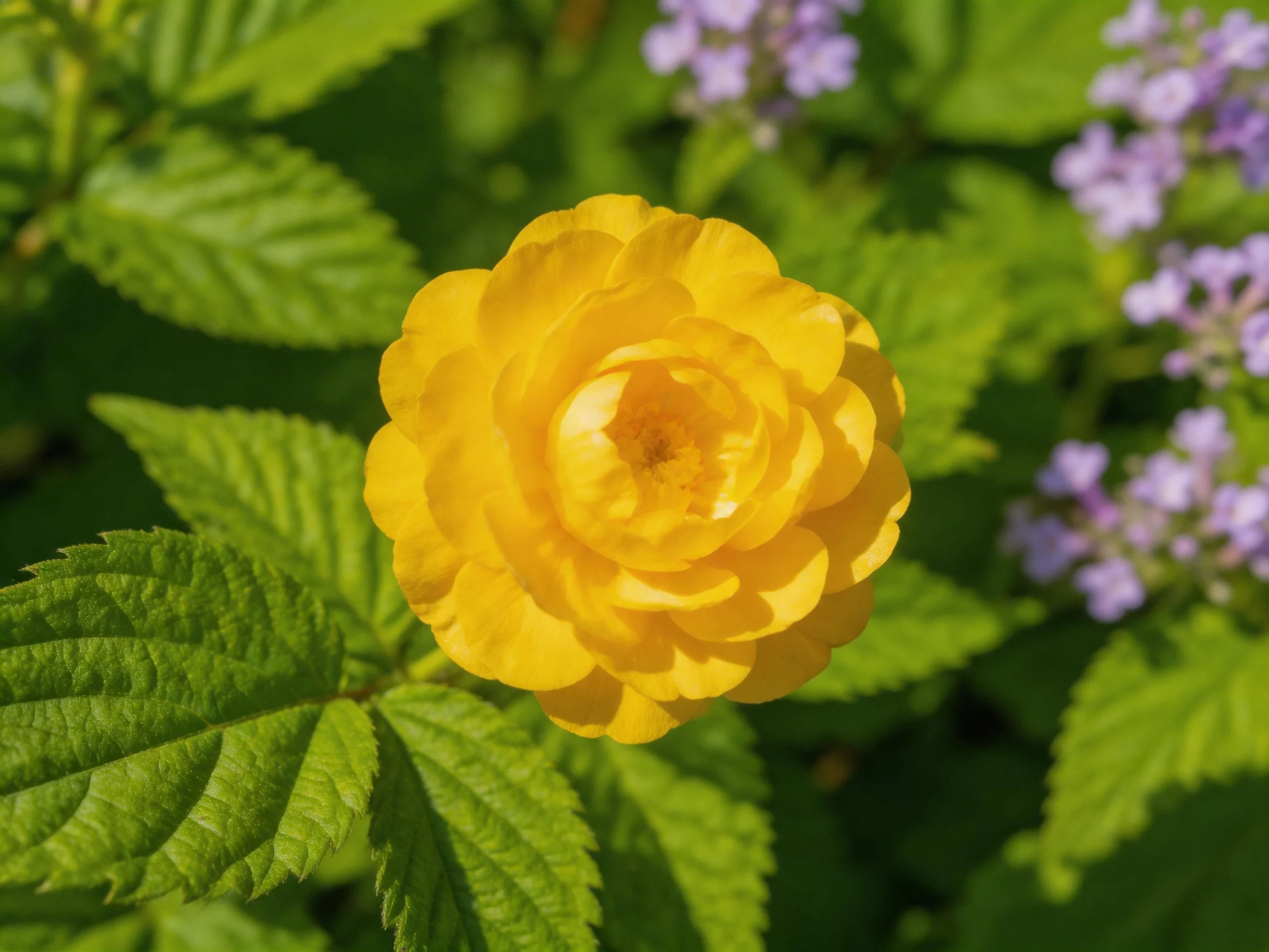 A vibrant yellow rose amidst lush green leaves and purple blooms