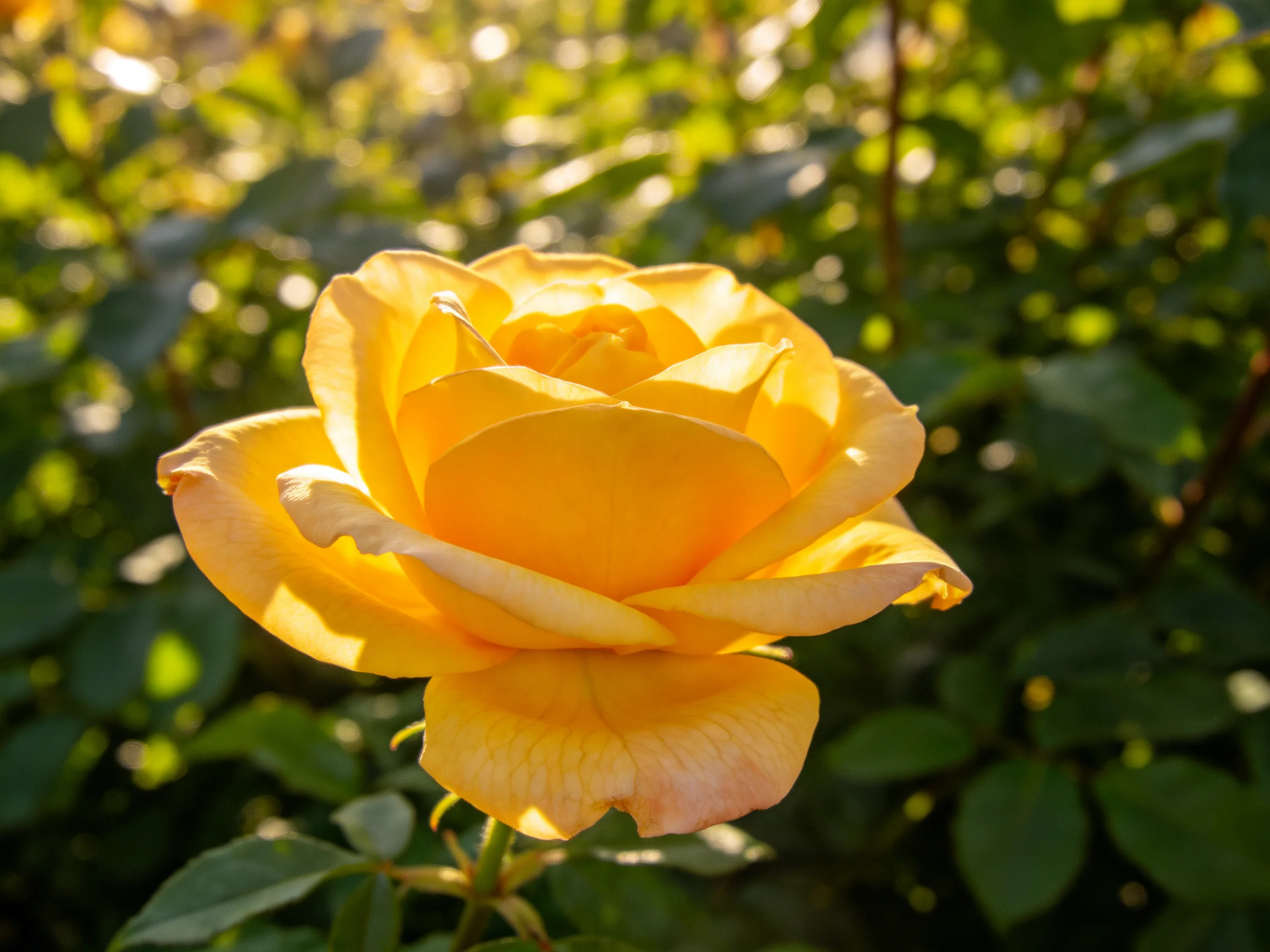 A vibrant yellow rose blooms amid lush green foliage in soft sunlight