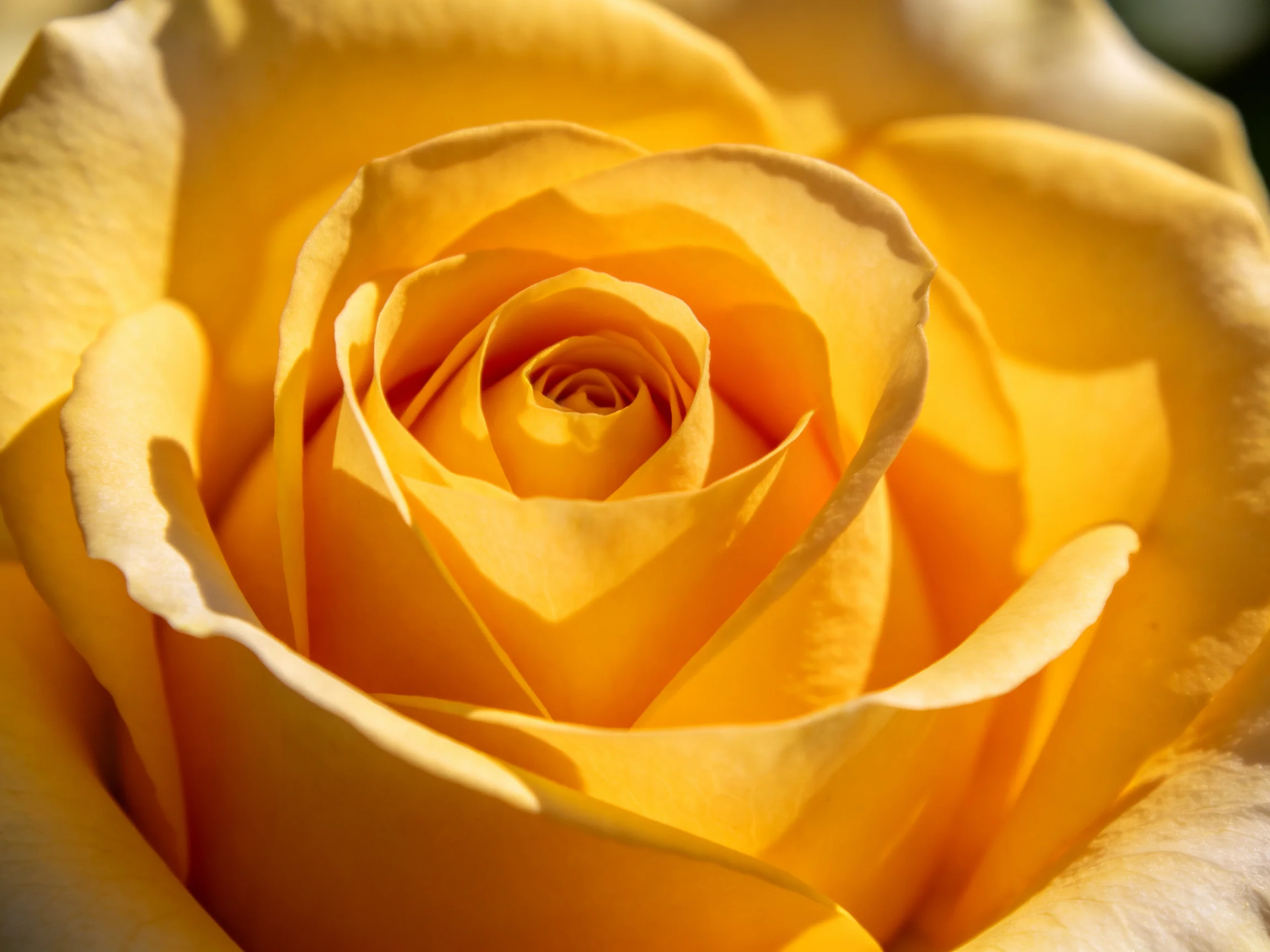 A vibrant yellow rose with layered petals in soft lighting