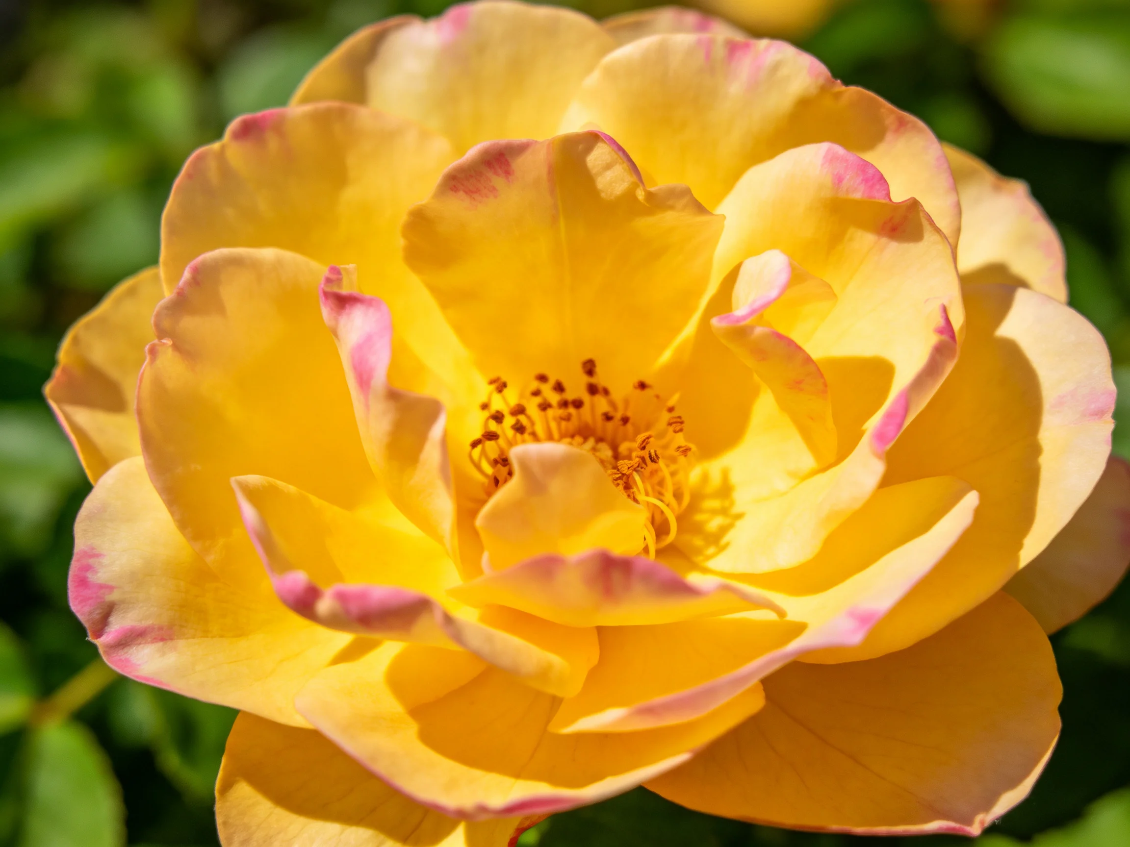 A vibrant yellow rose with pink-edged petals in bright sunlight