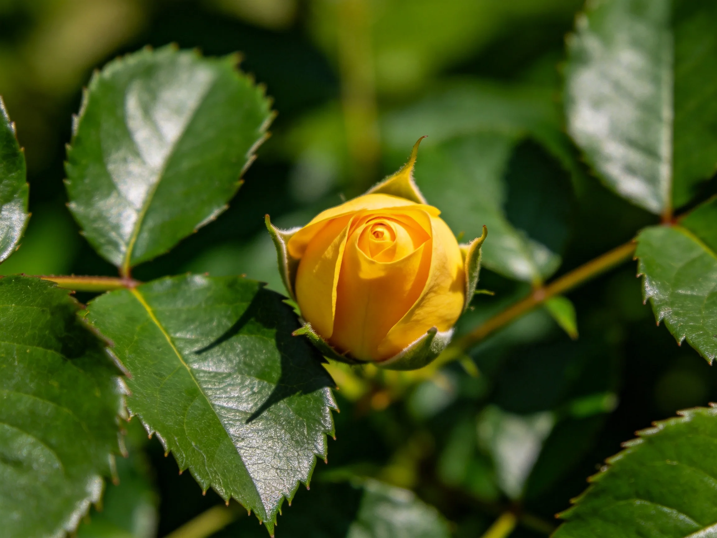 A vibrant yellow rosebud nestled among glossy green leaves