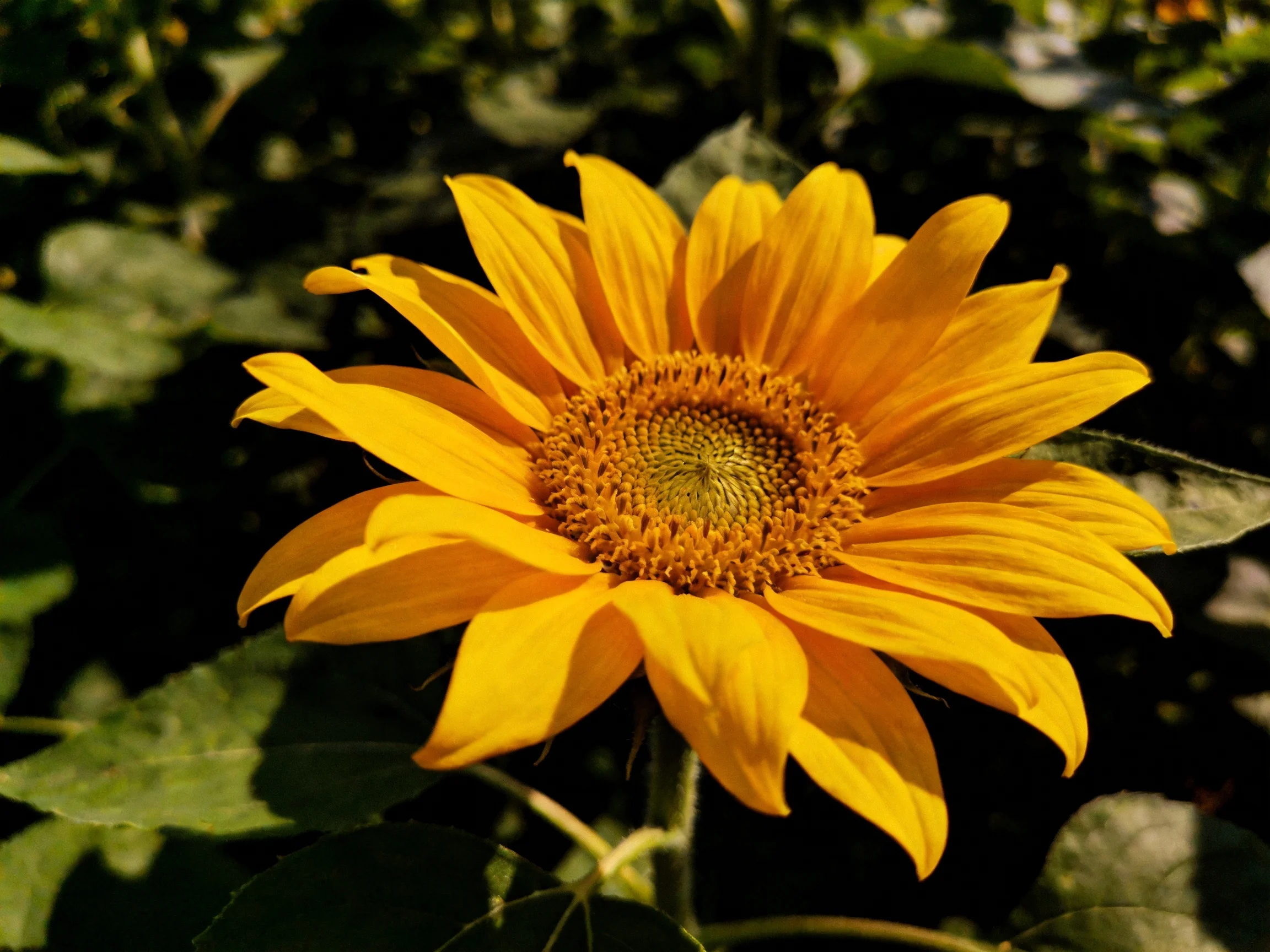 A vibrant yellow sunflower blooms amid dark green foliage