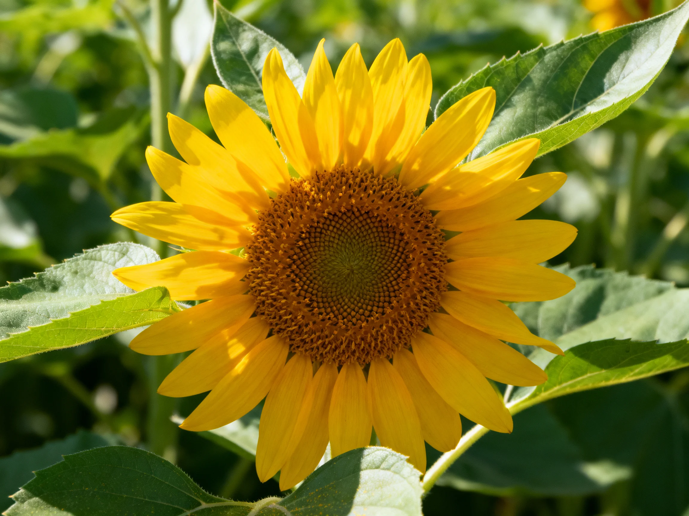 A vibrant yellow sunflower blooms amidst lush green foliage