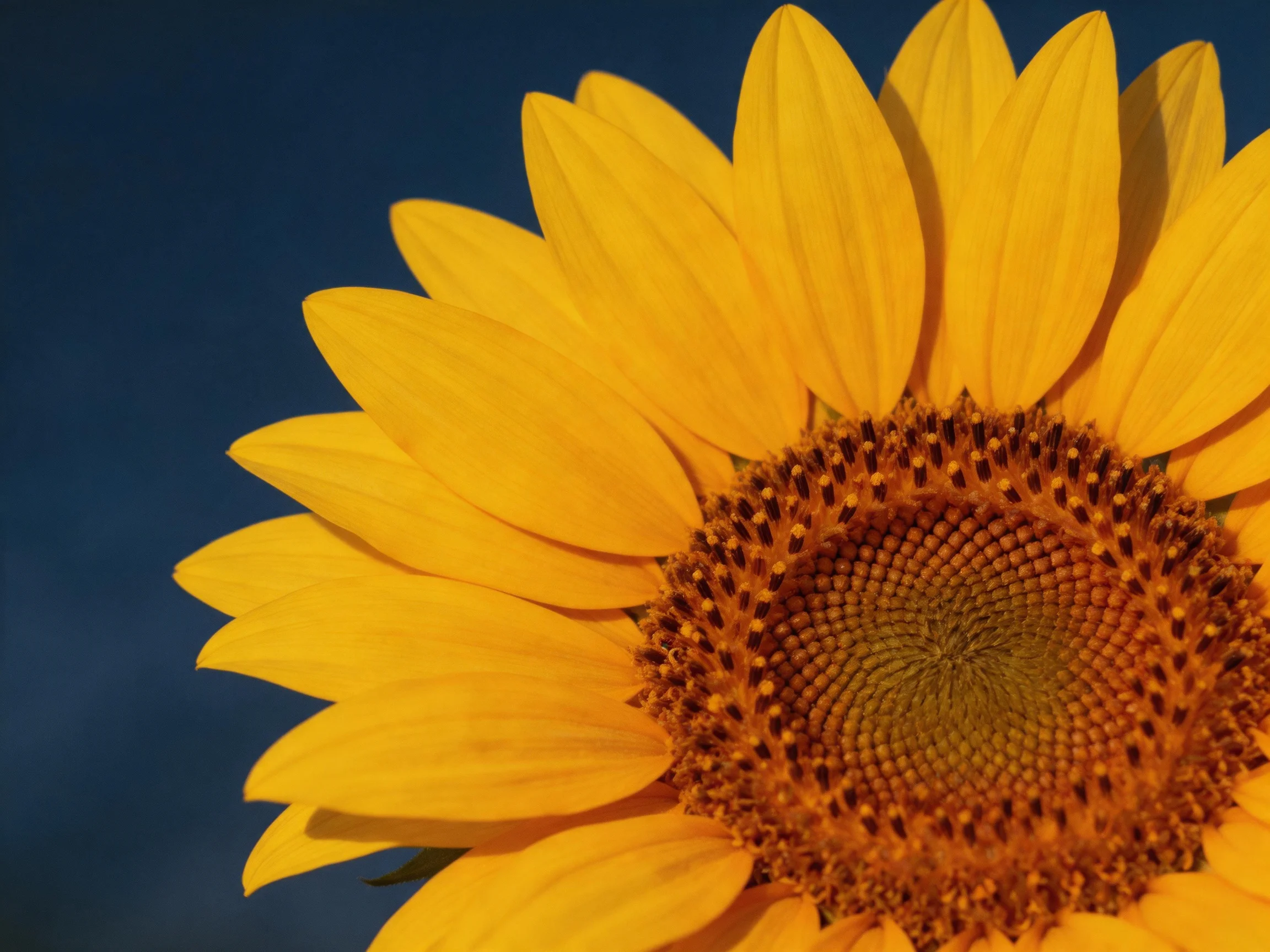 A vibrant yellow sunflower with a brown center against deep blue sky