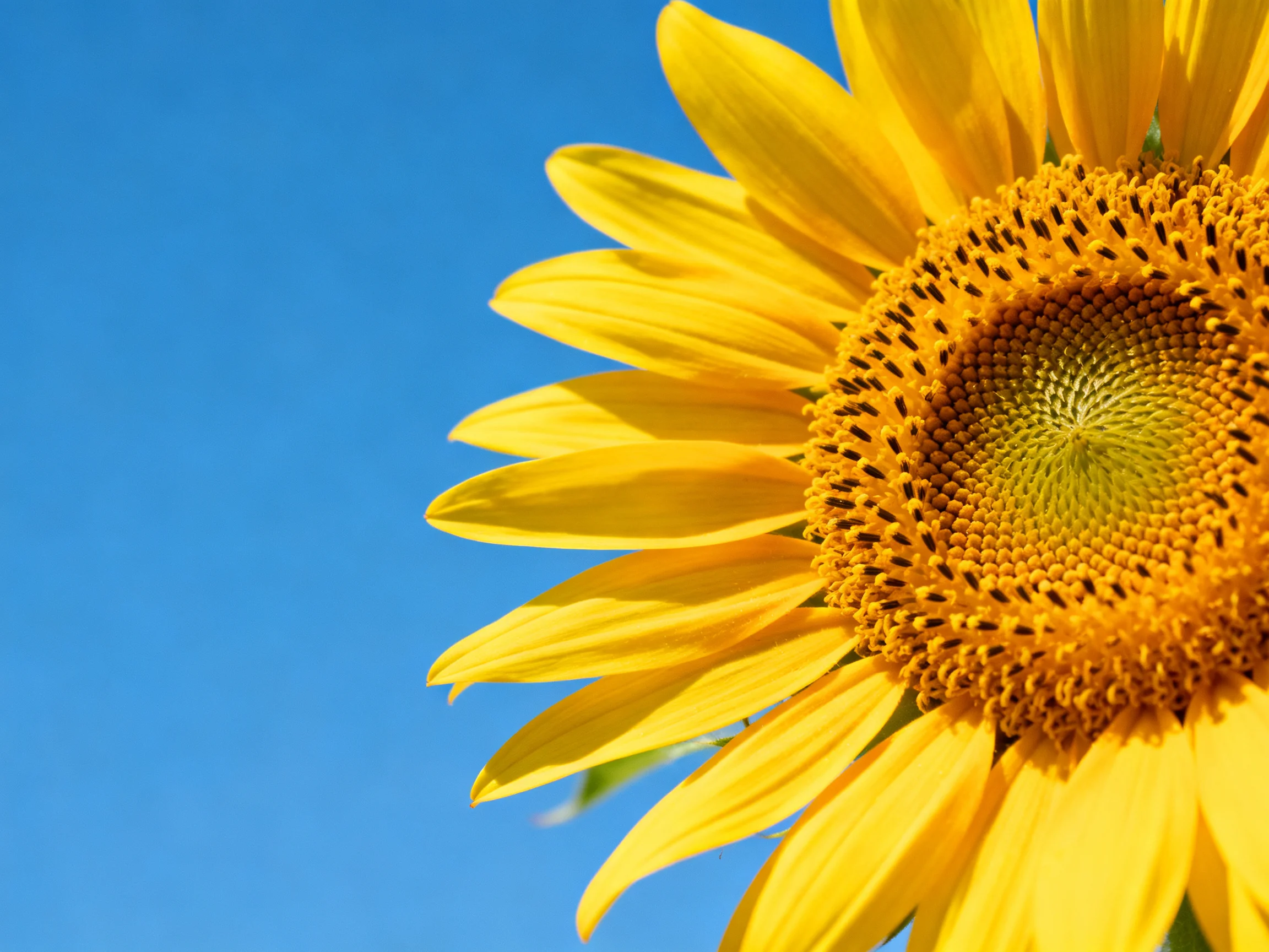 A vibrant yellow sunflower with a textured brown center against a clear blue sky