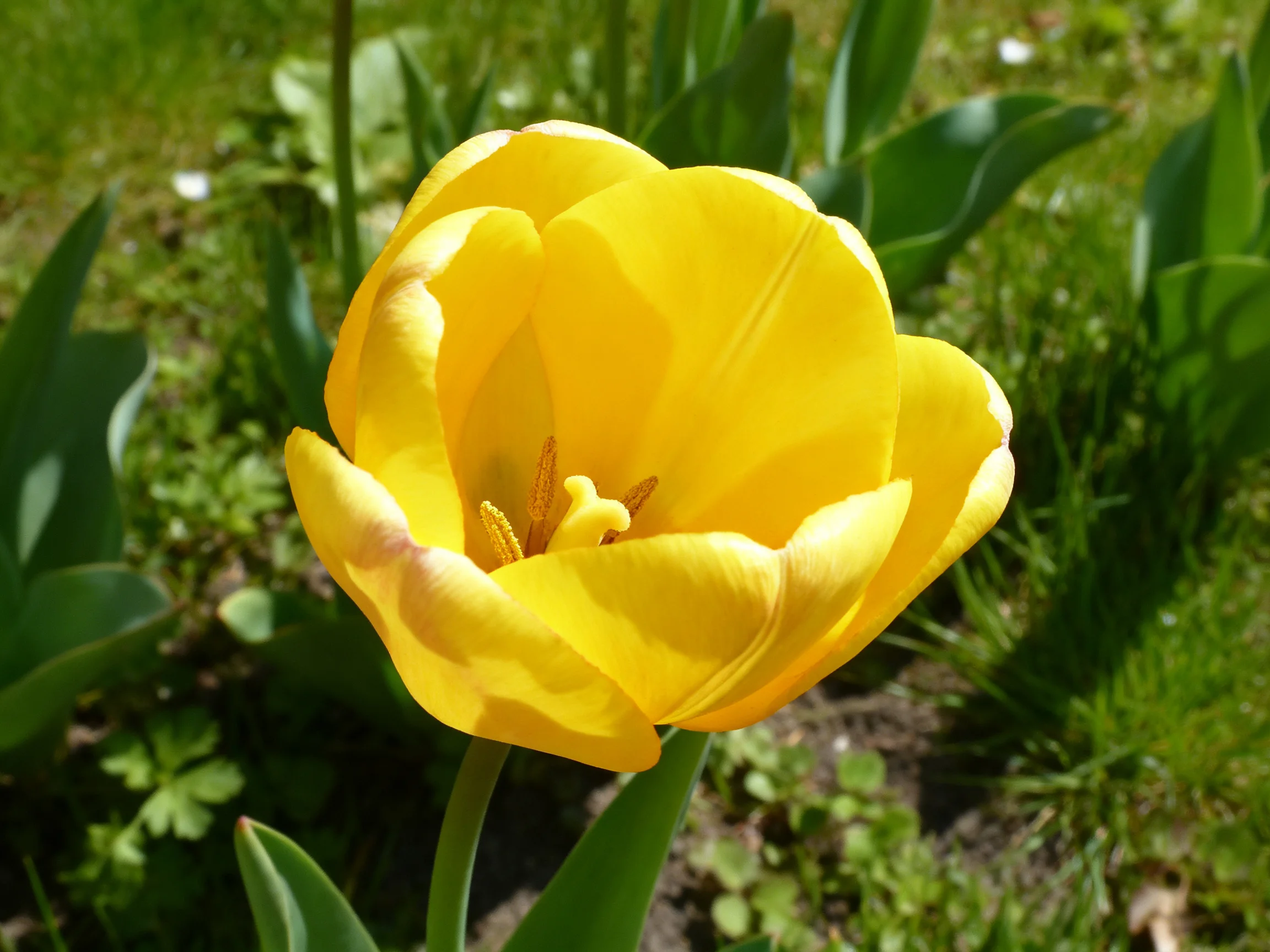 A vibrant yellow tulip blooms amidst lush green foliage